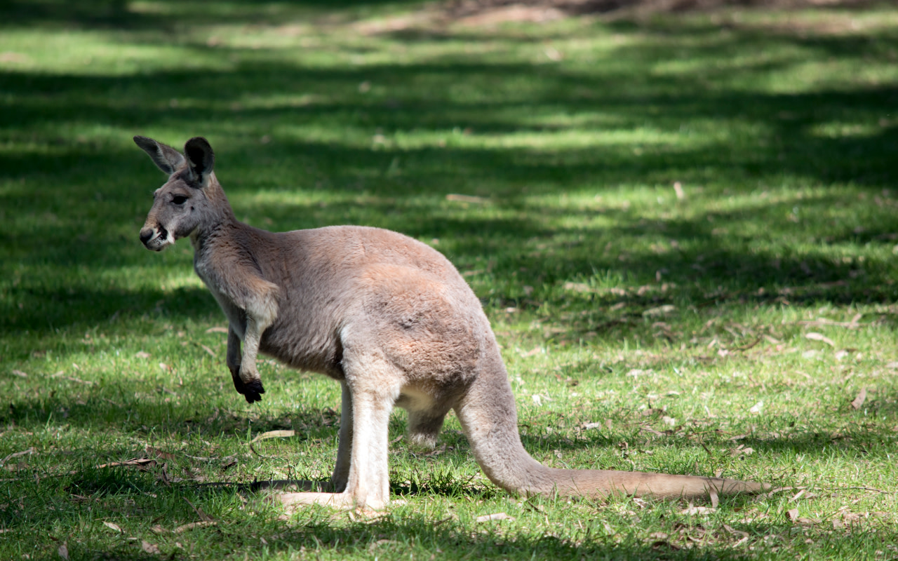 在袋鼠谷觀賞野生動物，一睹野外袋鼠和袋熊的風采