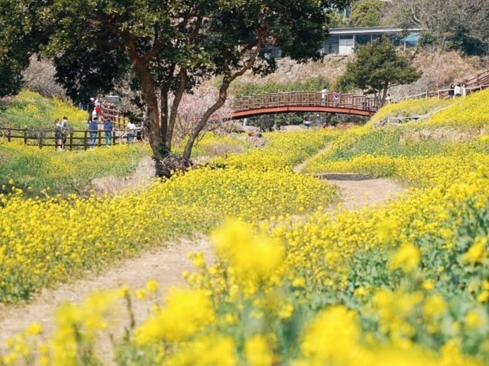 2025 濟州油菜花之旅，暢遊聯合國教科文組織景點，飯店接送