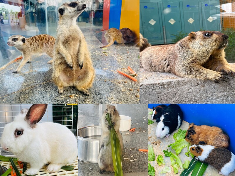 Lollypet萌寵樂園（萌寵來自深圳野生動物園）