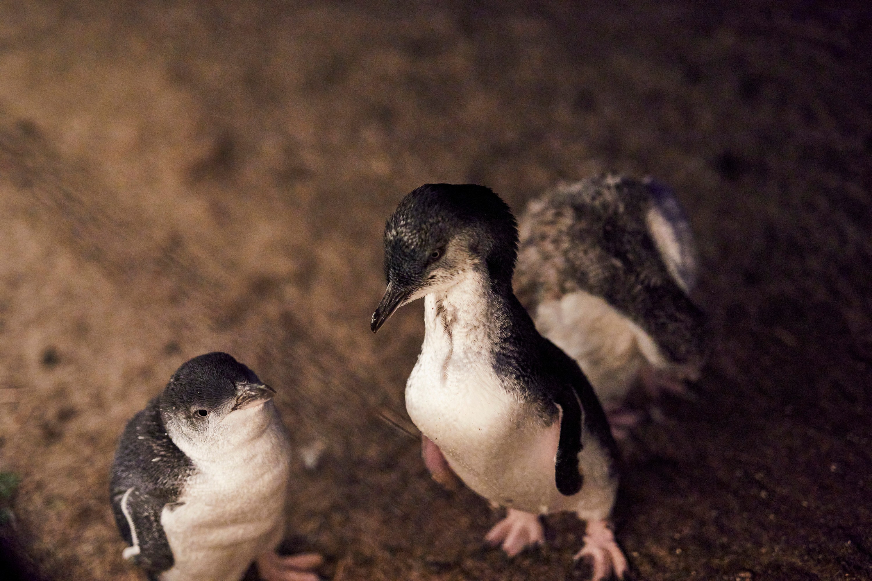 Penguin Parade, Maru Koala Animal Park & Brighton Bathing Boxes