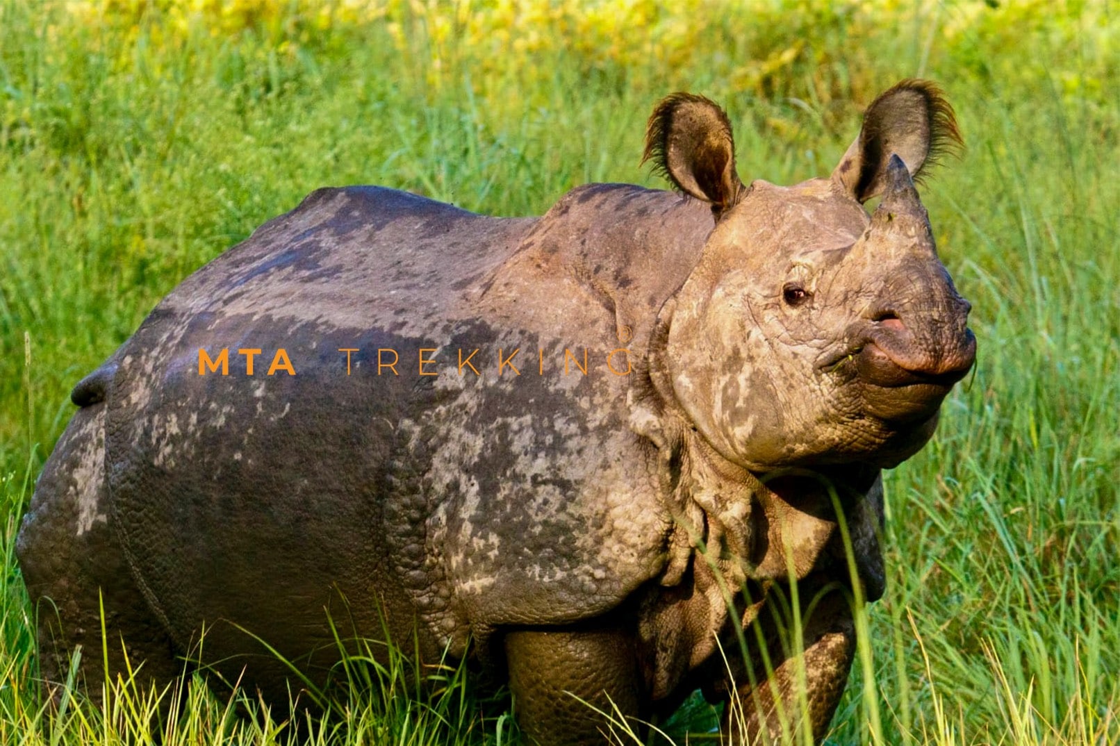 Rhino in Chitwan National Park