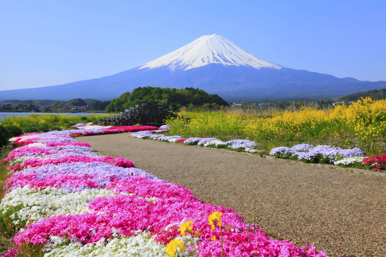 富士山壯麗美景或芝櫻節浪漫花海一日遊 （東京出發）