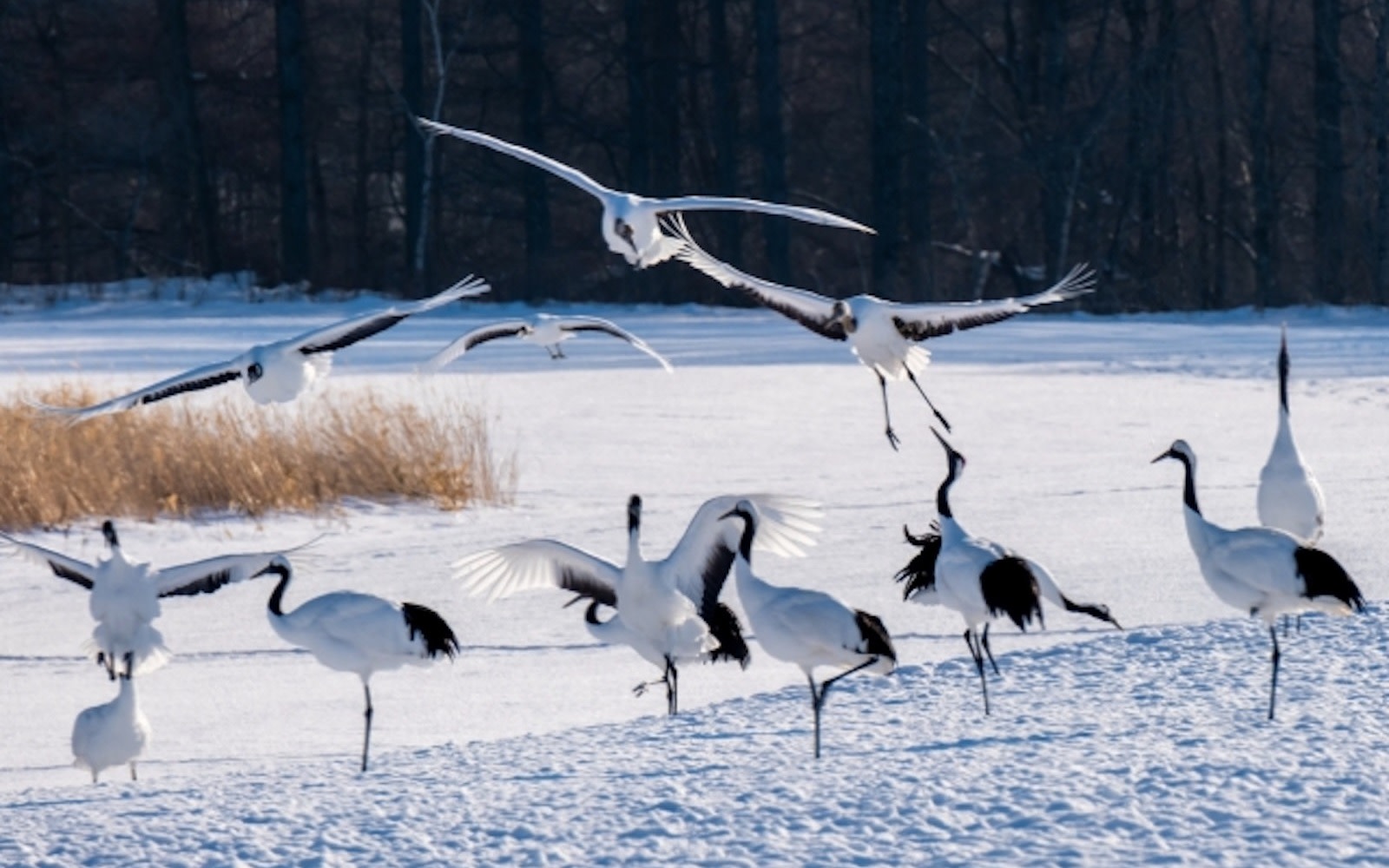 [Kushiro Marsh National Park] Red-Crowned Crane and Wildlife Observation Guided Tour (Hokkaido)