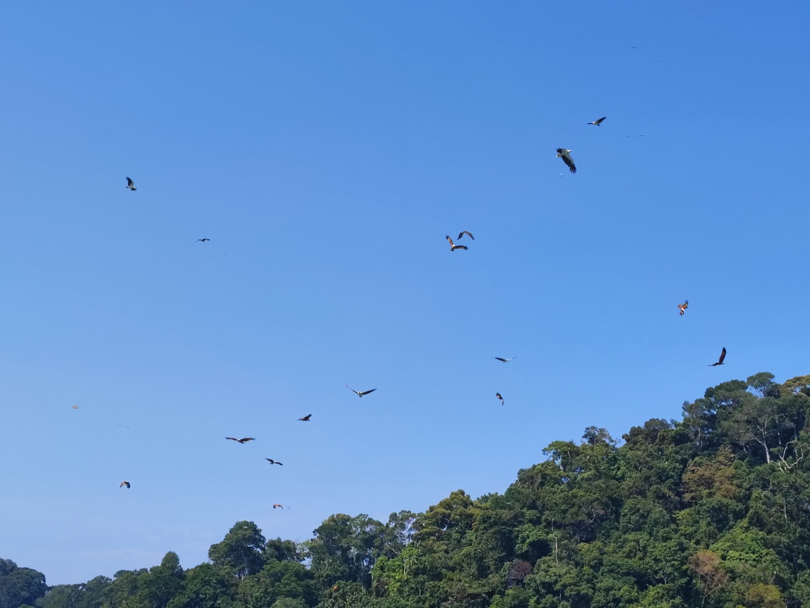Avante Scenic Day Cruise in Langkawi