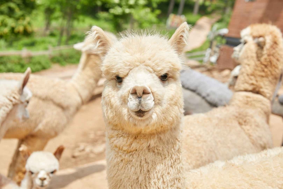 草泥馬世界 草泥馬世界