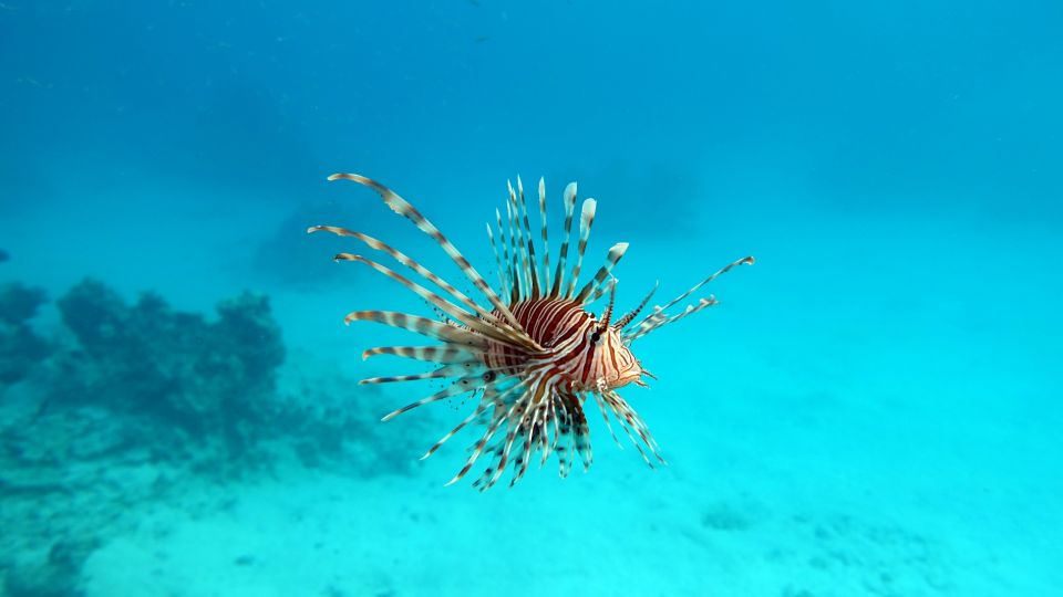 阿拉姆港浮潛體驗（海牛和海龜）