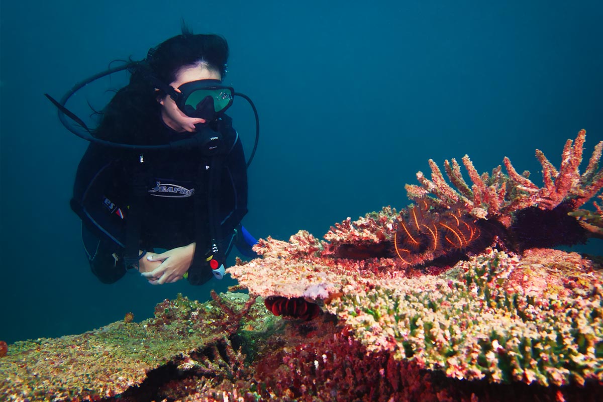 亞庇高級潛水體驗（PADI潛水中心）