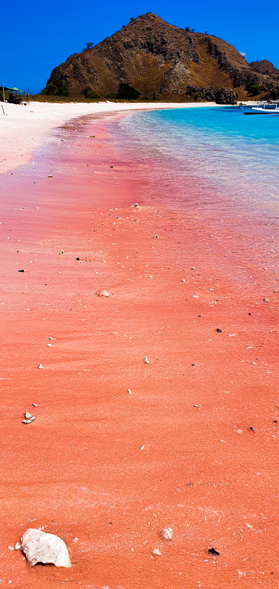 Red Whale Speedboat Full Day Tour from Labuan Bajo