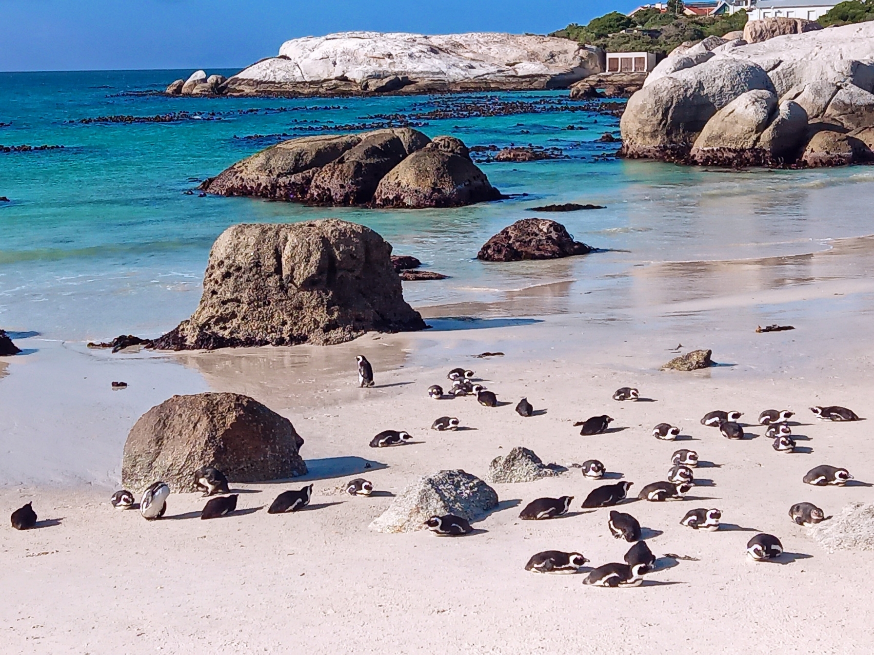 Cape Town Bo-Kaap & Boulders Beach Full-Day Small Group Tour
