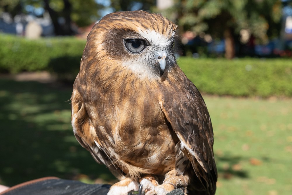 澳大利亞Ranger Red's 動物園門票