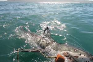 Shark Cage Diving including Transfer