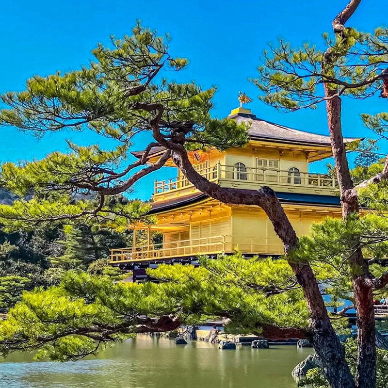 Kyoto Kinkakuji Temple, Kiyomizu Temple, Matcha Experience, Heian Shrine, and Rabbit Shrine Day Tour