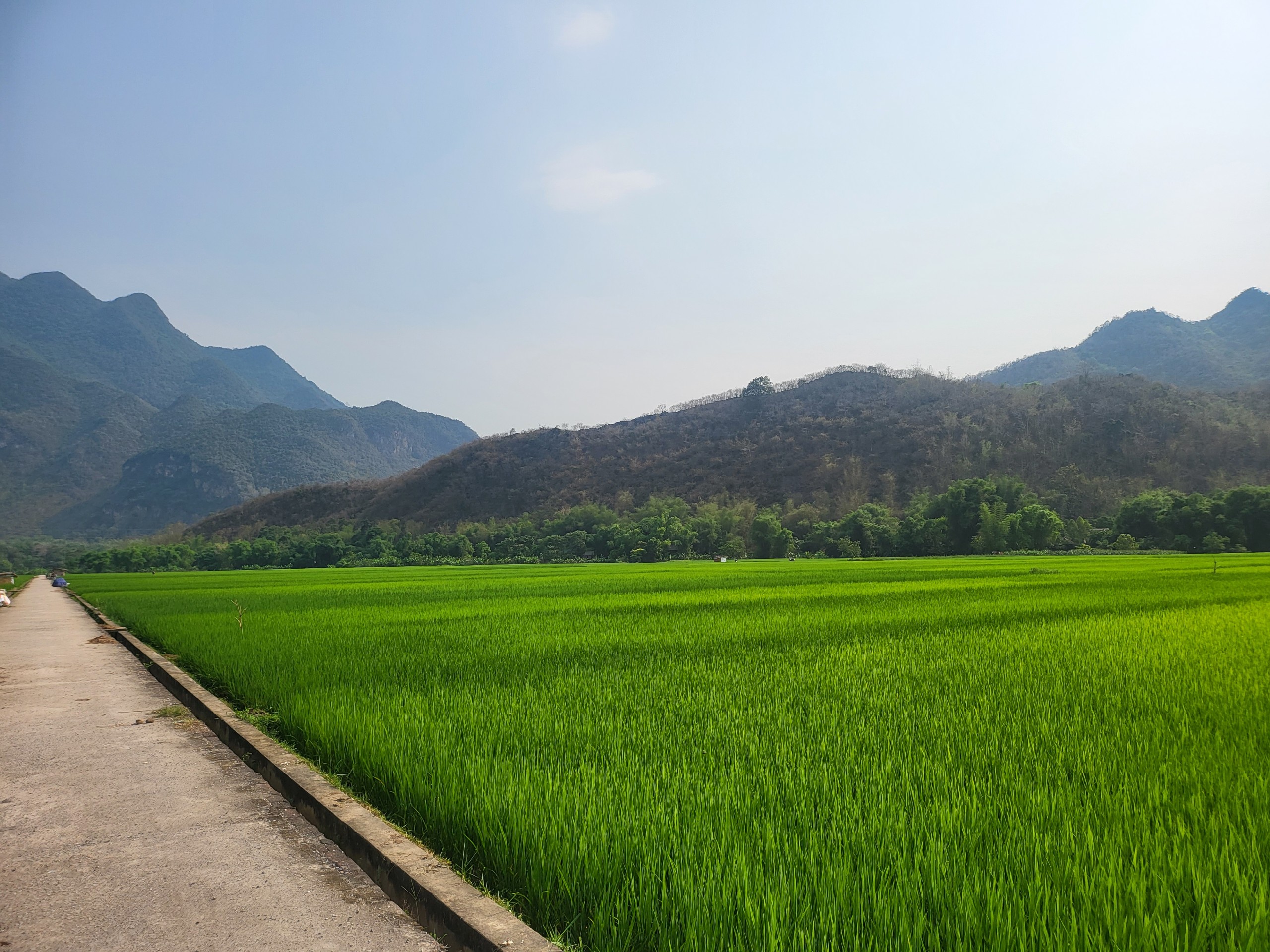 Рисовое поле