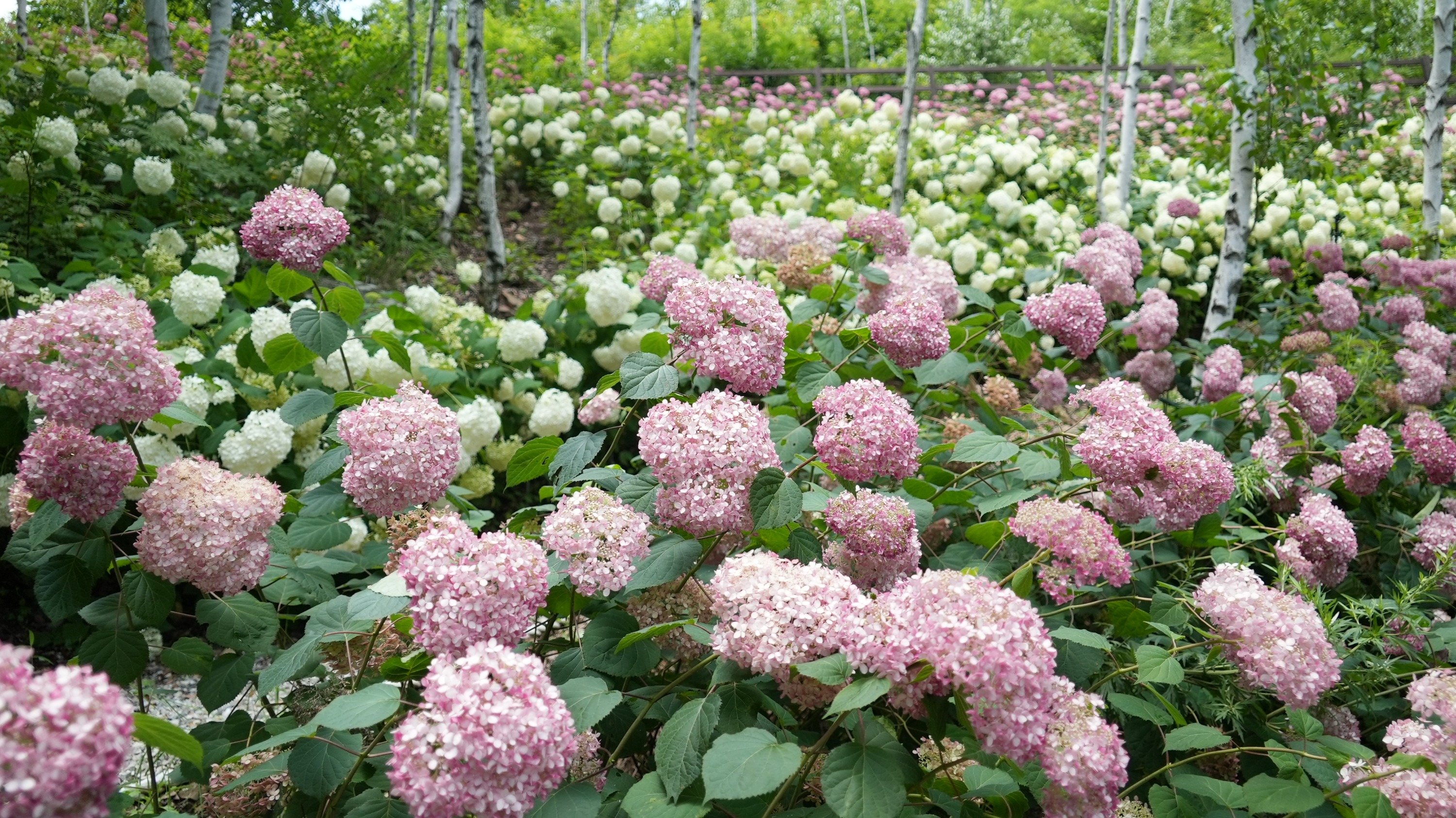 Romyzian Garden門票
