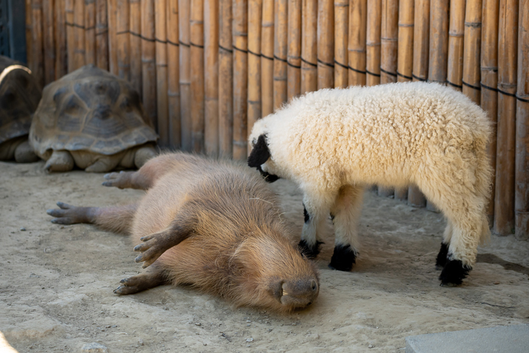 Hsinchu Waste Mom Nursery Farm