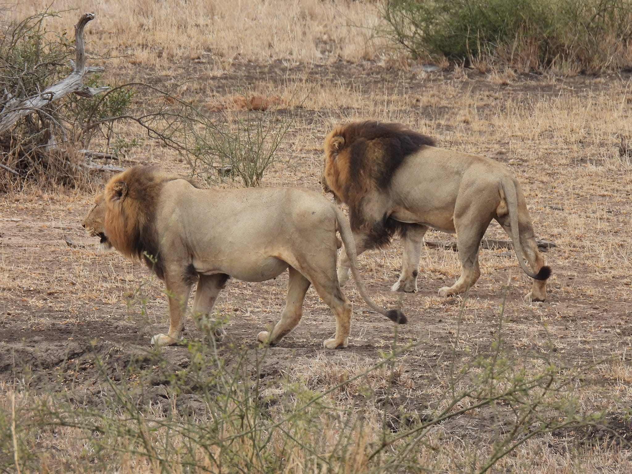 One Day Nairobi Safari – National Park & David Sheldrick Orphanage