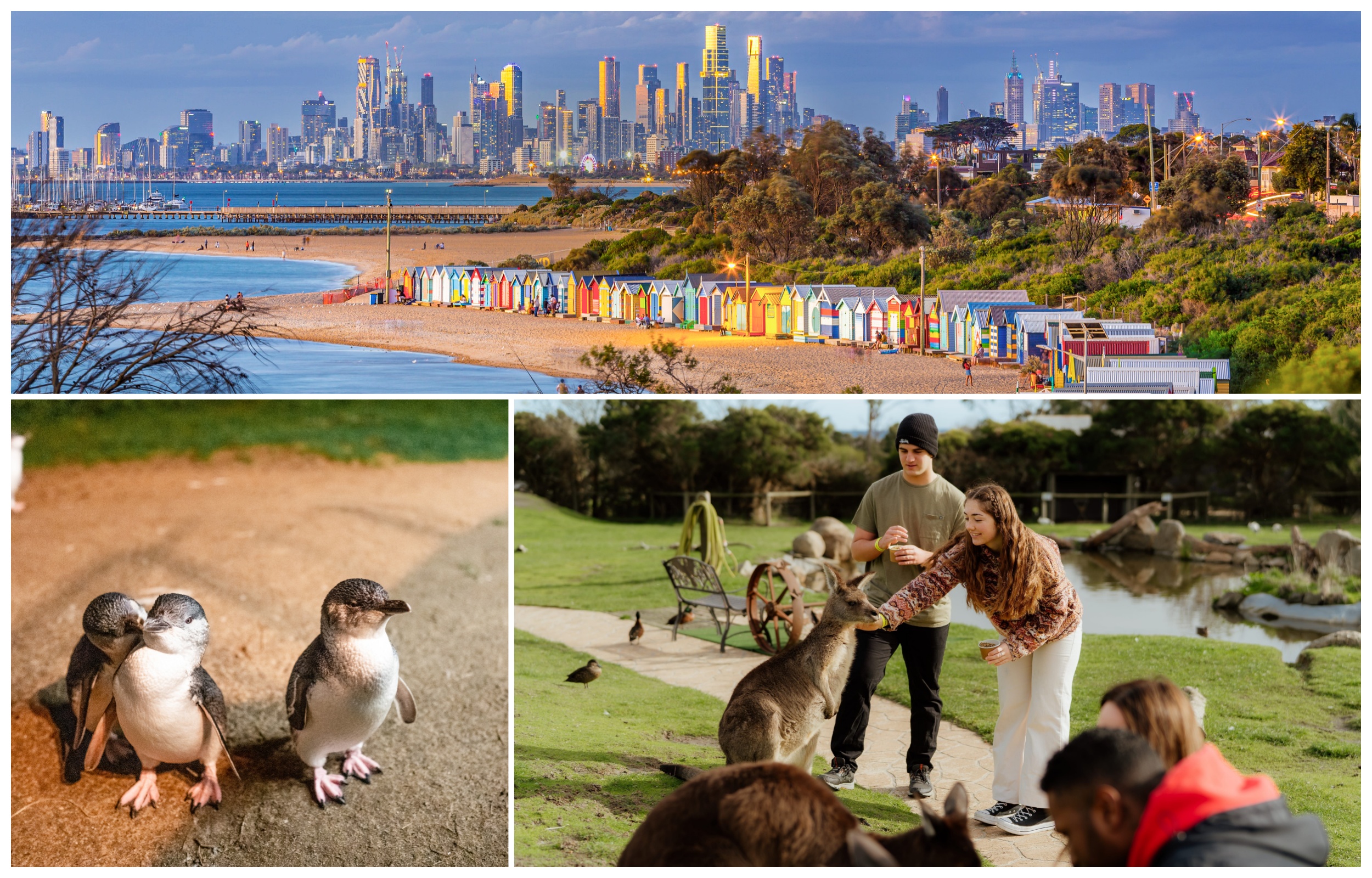 Penguin Parade, Maru Koala Animal Park &amp; Brighton Bathing Boxes