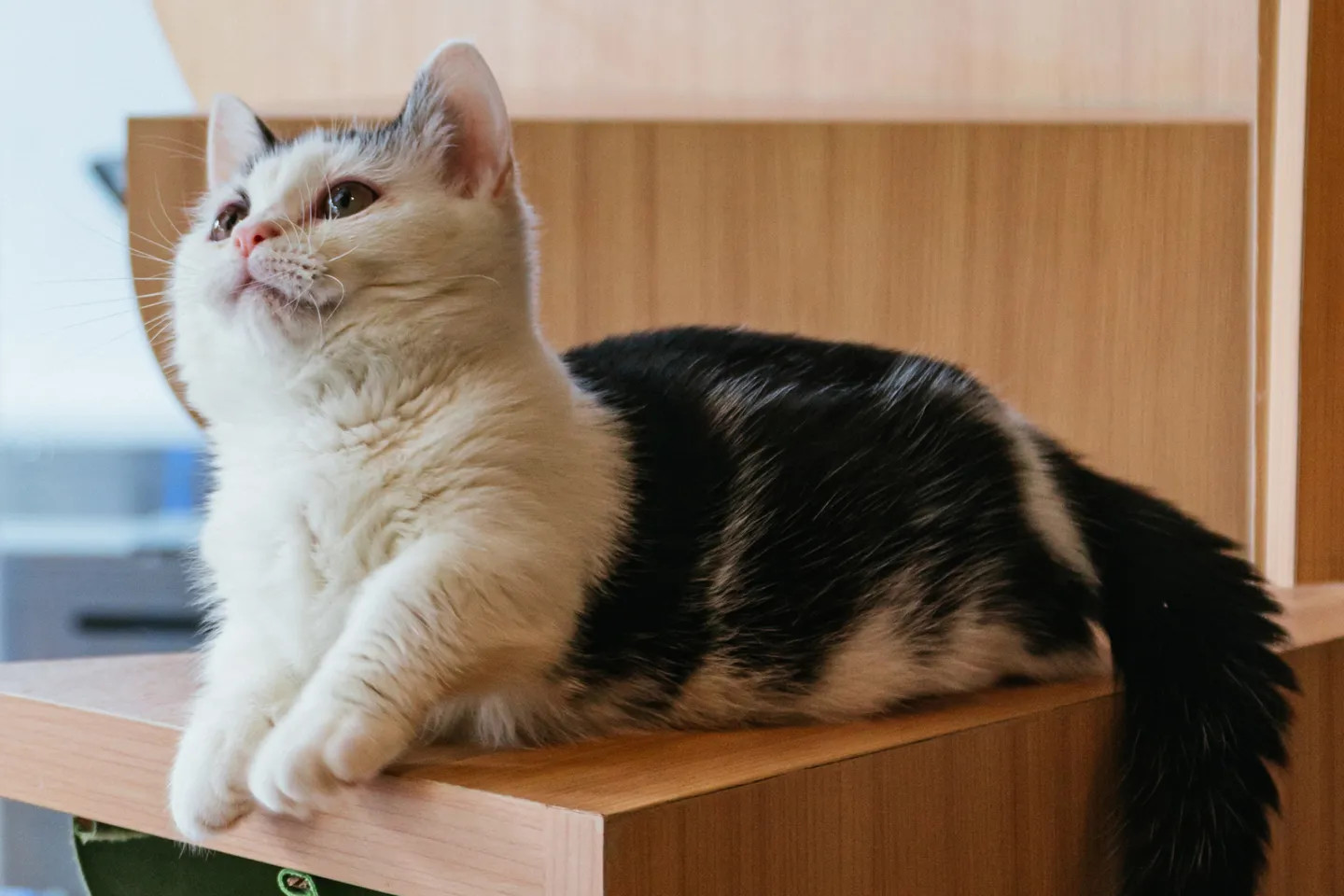 貓奴們的療癒角落