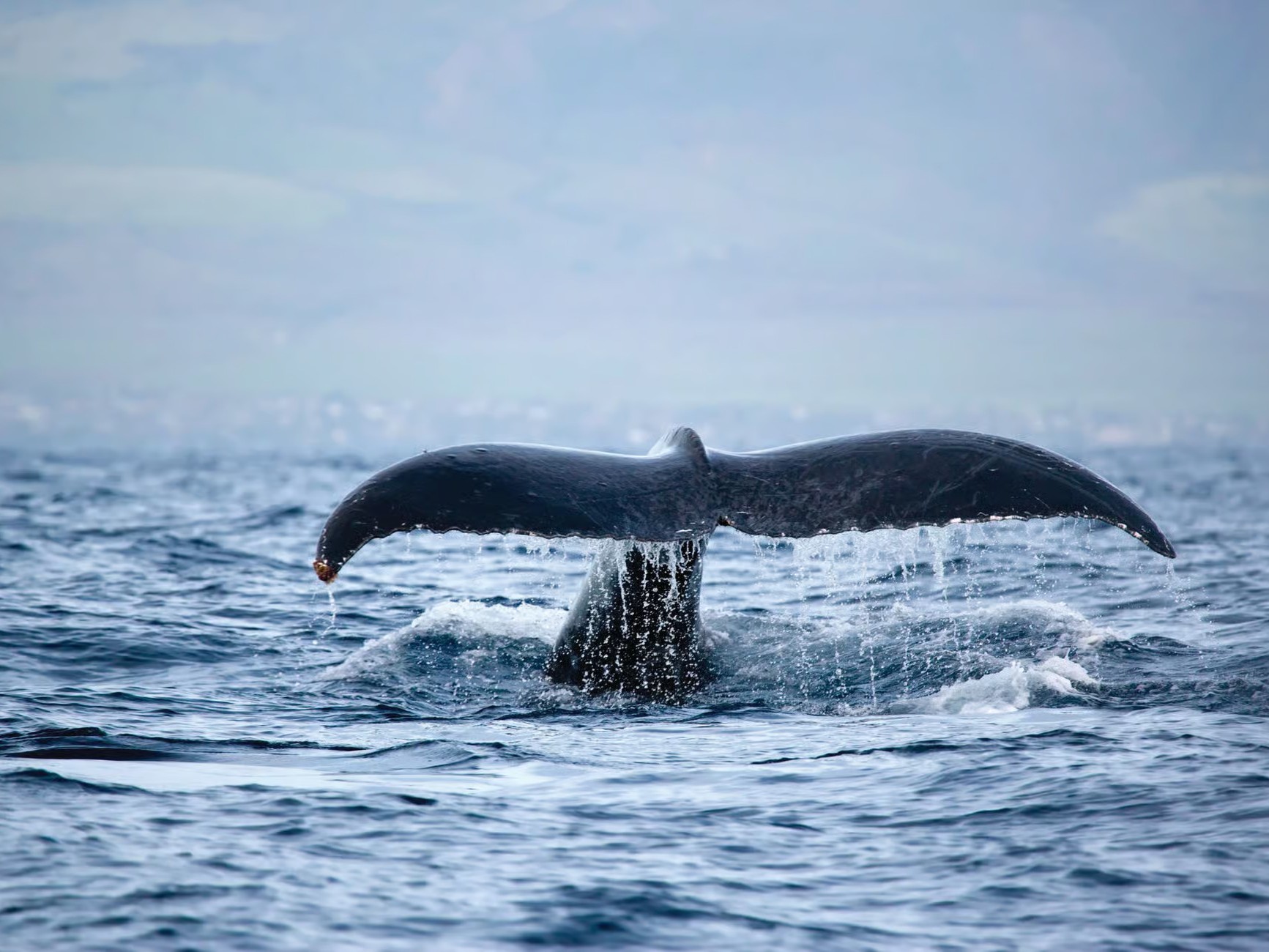 Capture the beauty of a whale’s tail splashing against the sparkling blue sea