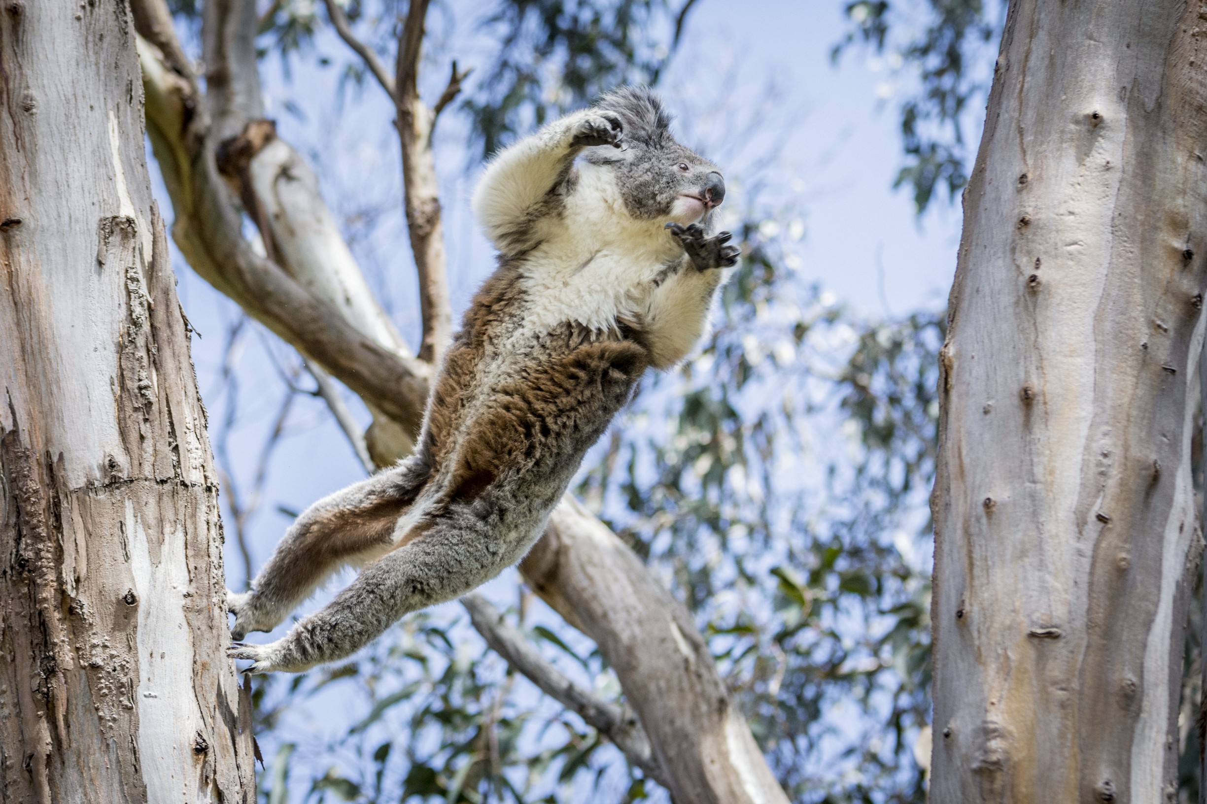Spot Wildlife in National Park