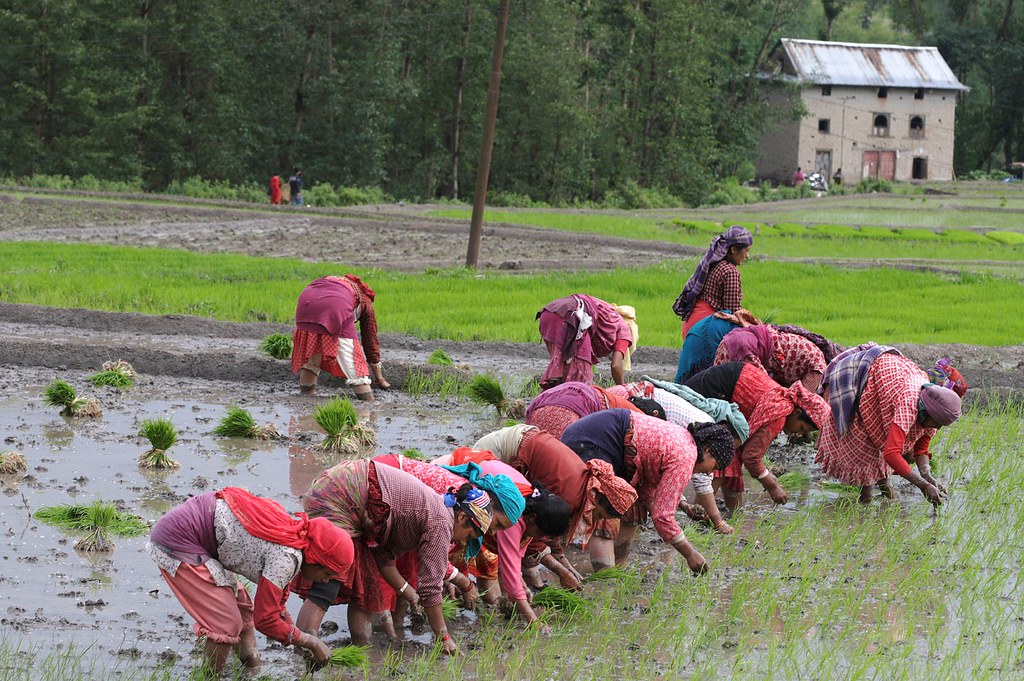 Rice Planting in Nepal