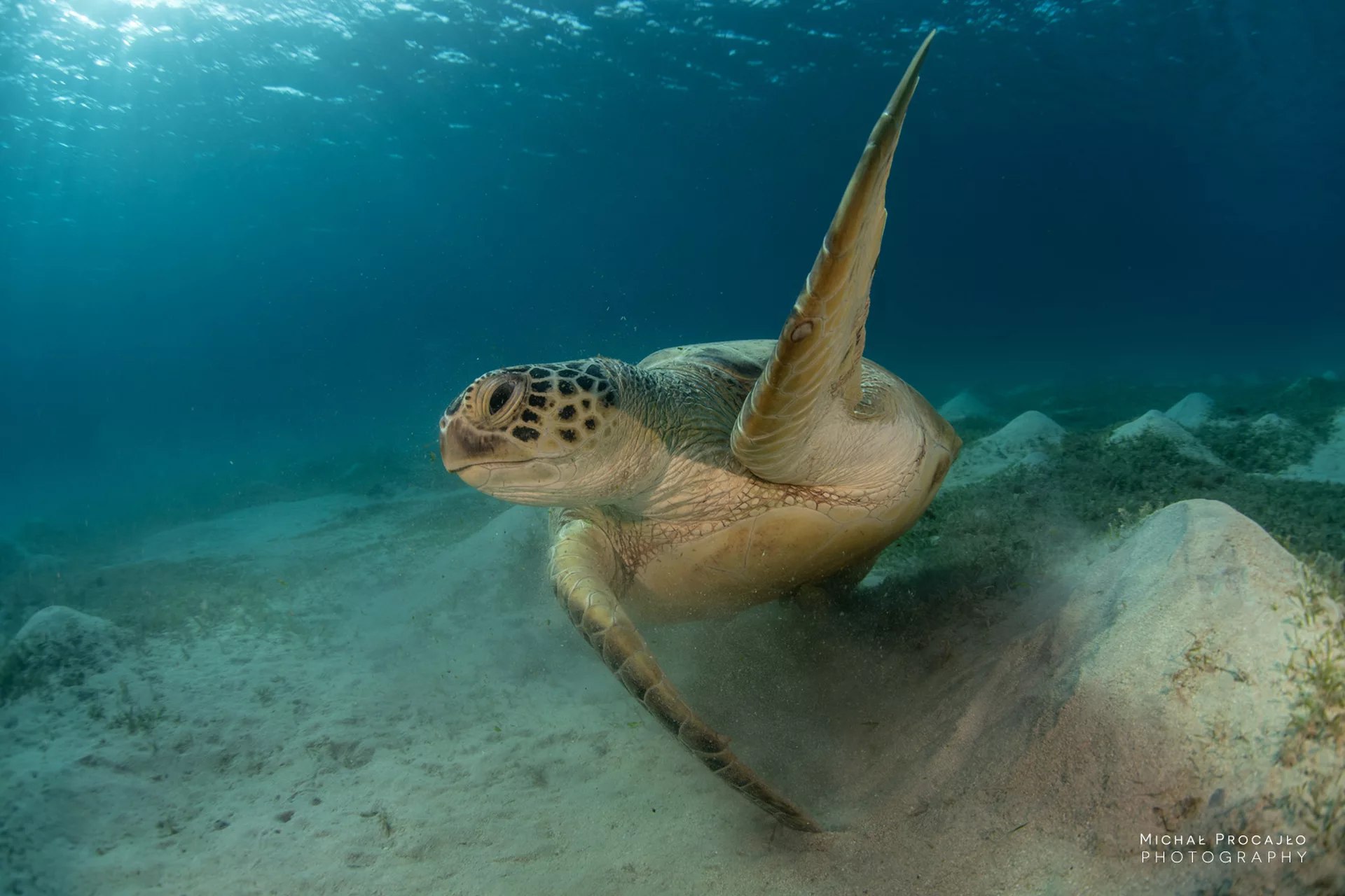 Your first underwater experience in Marsa Alam with PADI 5* centre