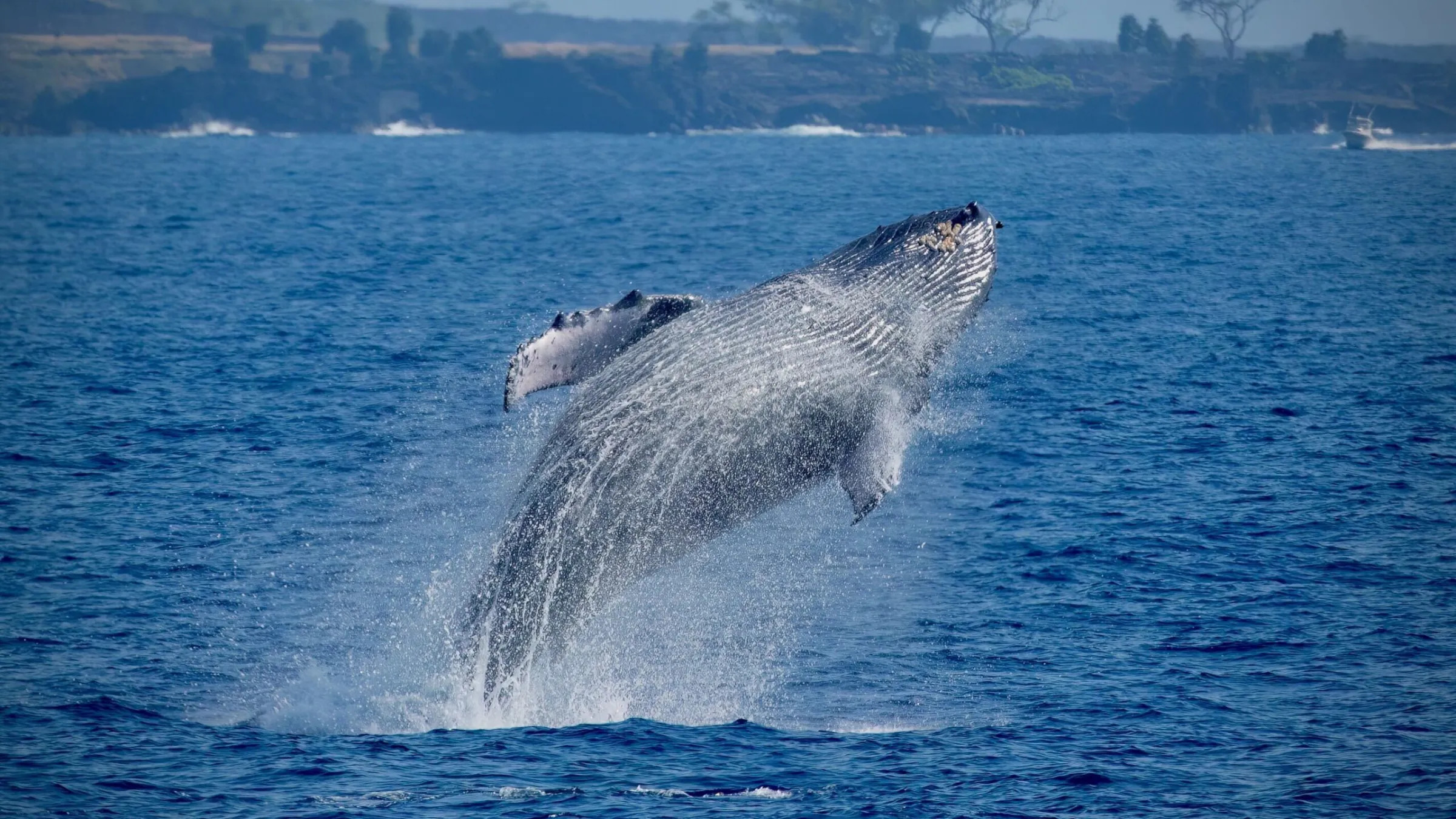 Whale Watching Experience in Kona 