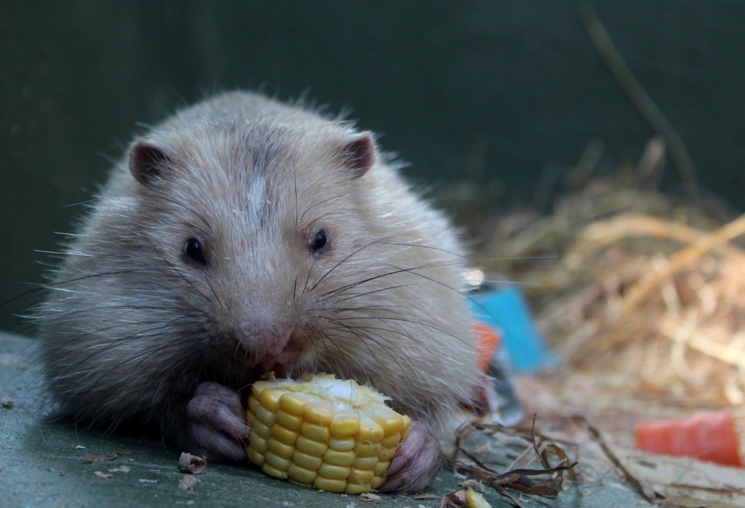 馬來西亞馬六甲動物園門票