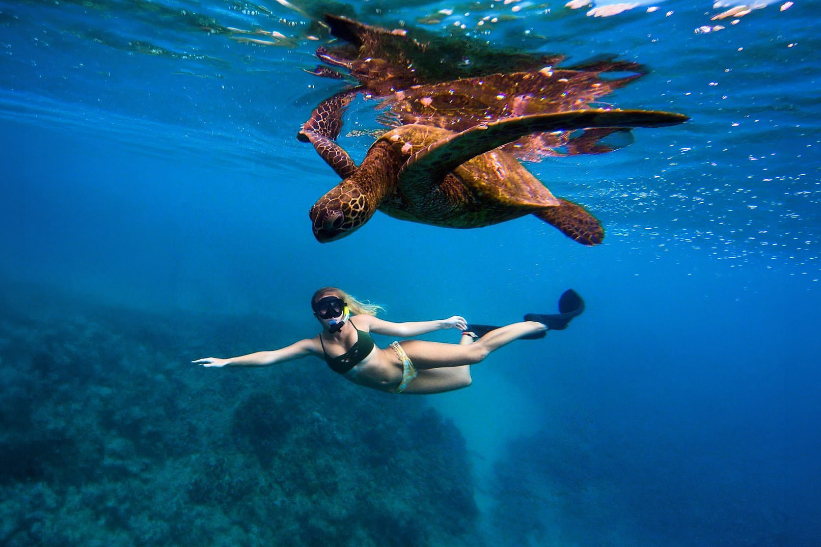 Mirissa Snorkeling: Private Sea Turtle Tour (Beginners  Safe)
