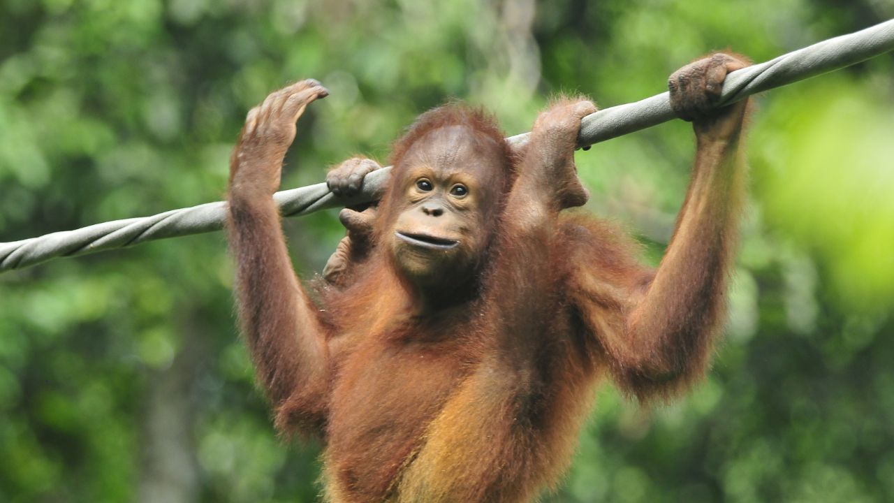 An orangutan, possibly young, hanging on a wire in a forested environment. Its curious expression and reddish-brown fur stand out.