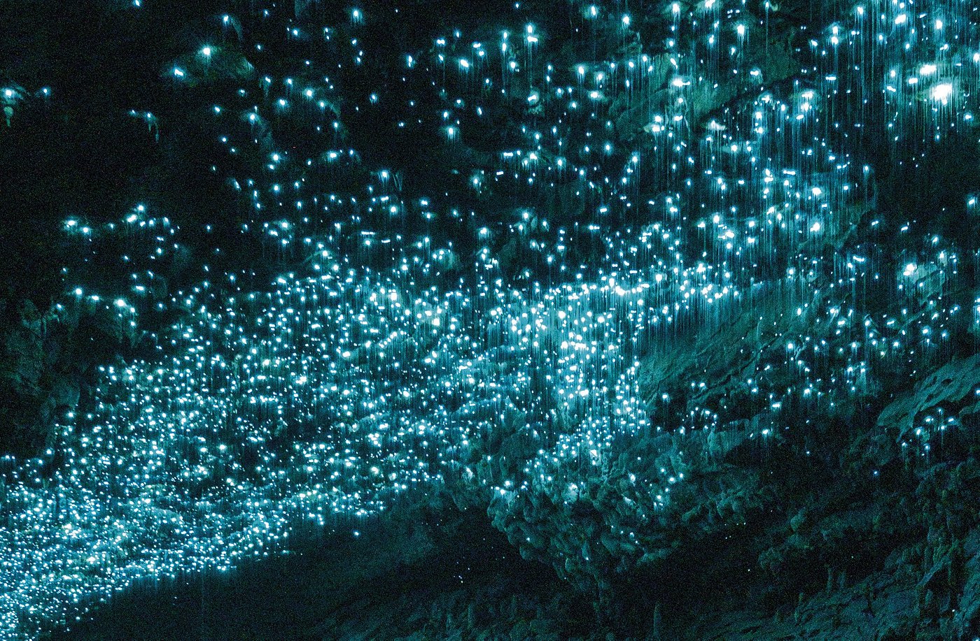 Spellbound, Waitomo Glowworm and Cave Explorer Small Group Tour