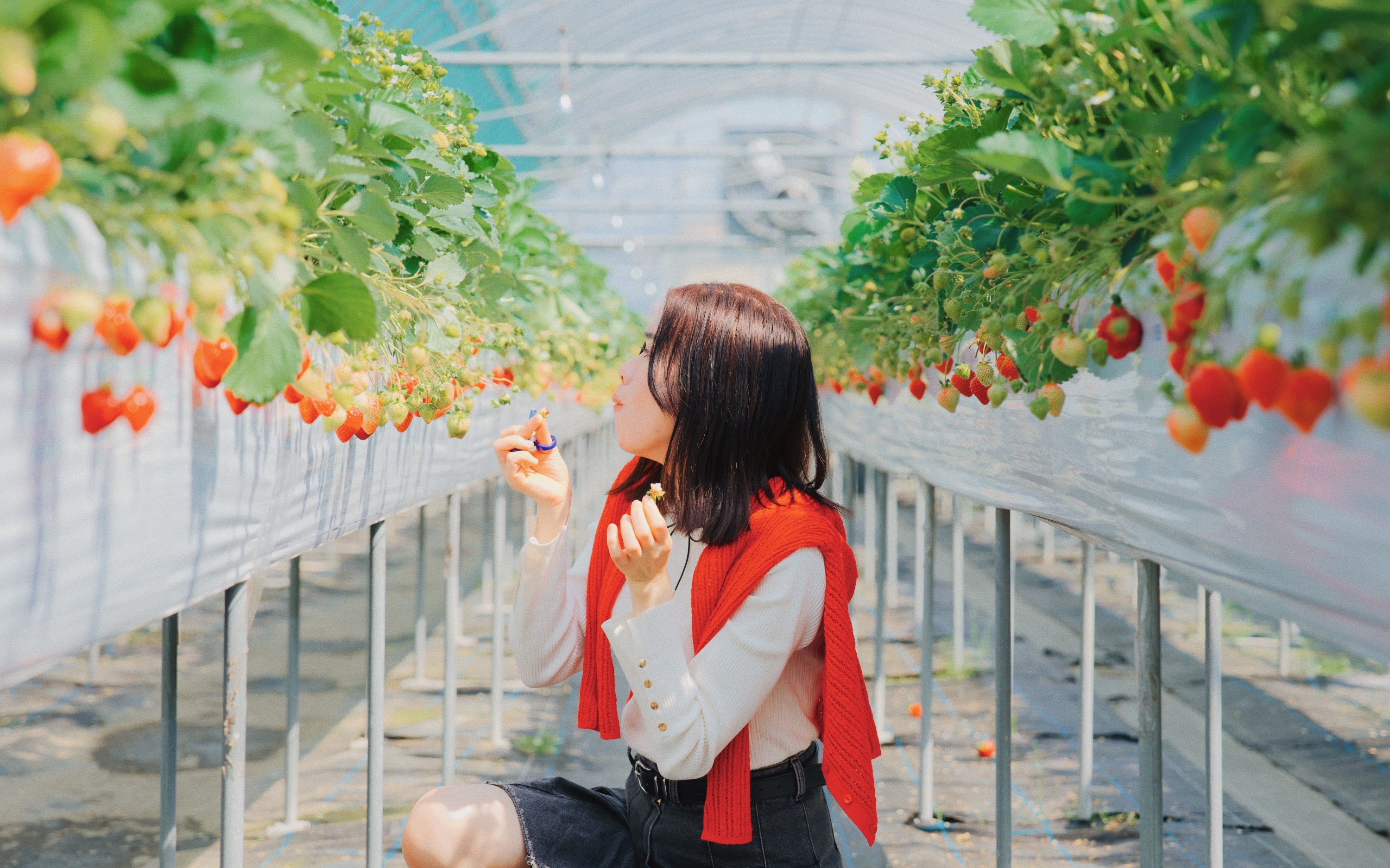 YokaBus Fukuoka Strawberry Picking and Sakura Dyeing Experience