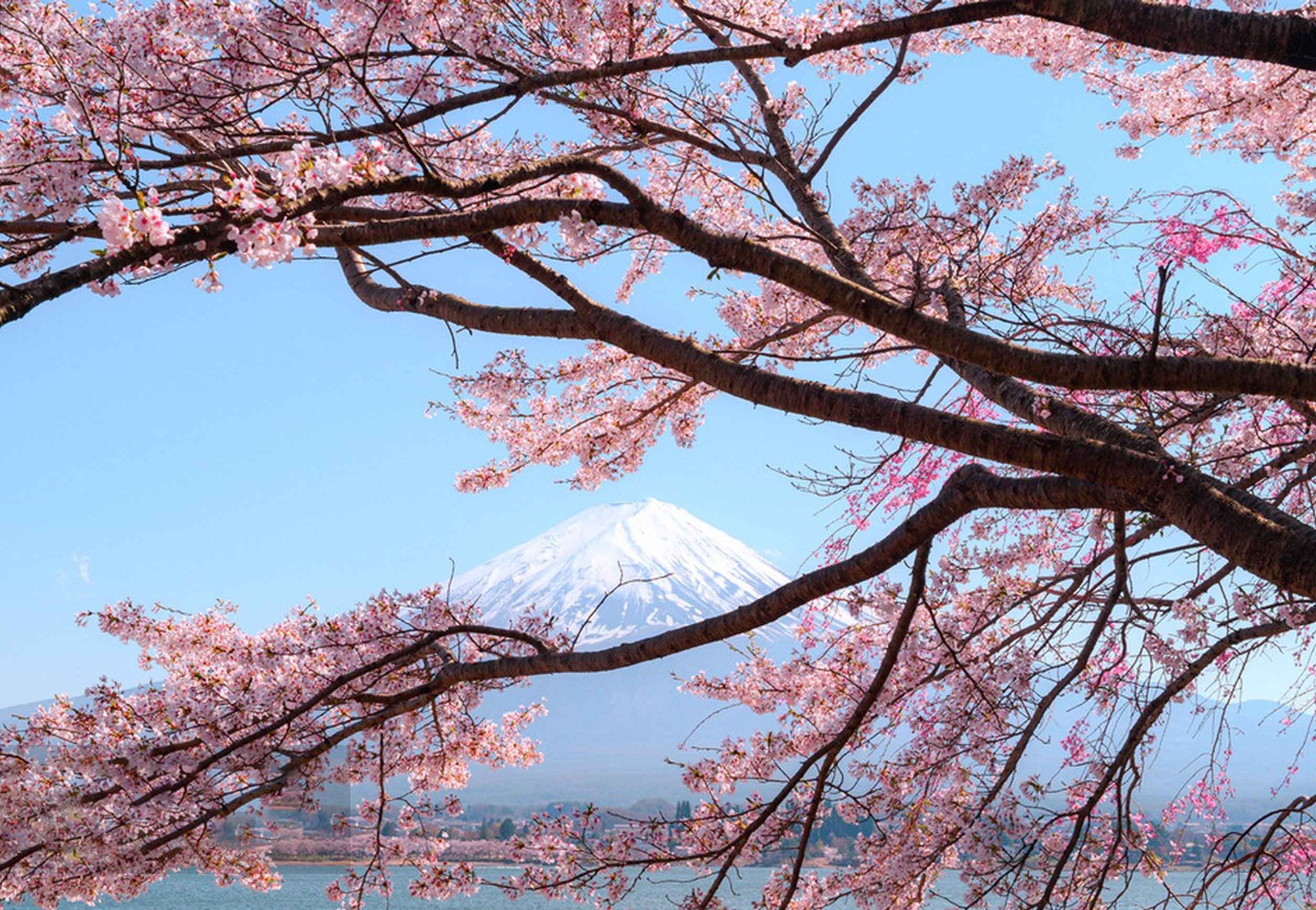櫻落湖畔，雪頂含春。河口湖的春天，是溫柔落在富士肩頭。
