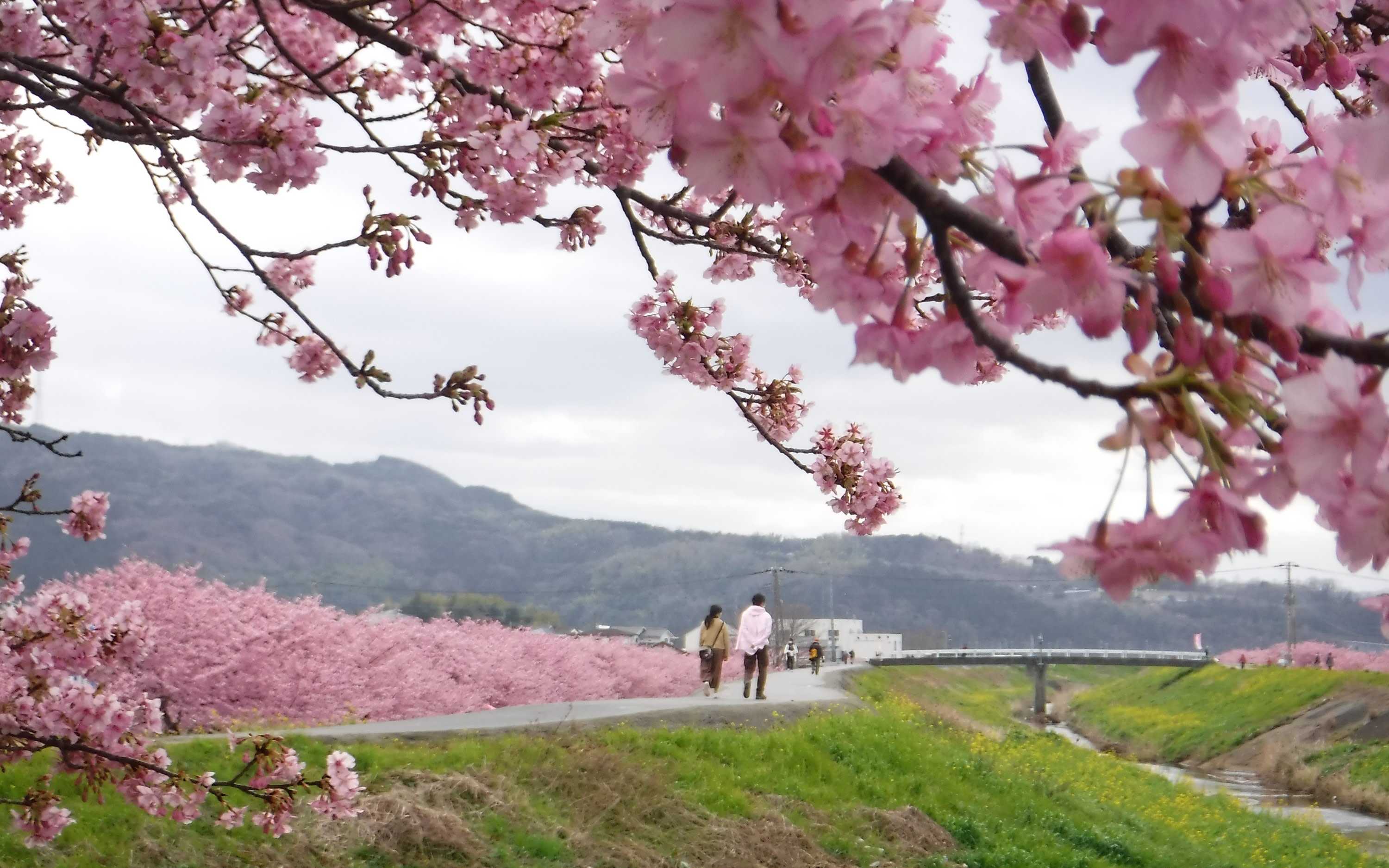 Izu Cherry Blossom Day Tour: Shuzenji Plum Grove × Kannami Kawazu Cherry Blossom Festival × Strawberry Picking at Fruit Park × Special Lunch (Departure from Shinjuku Ginza)