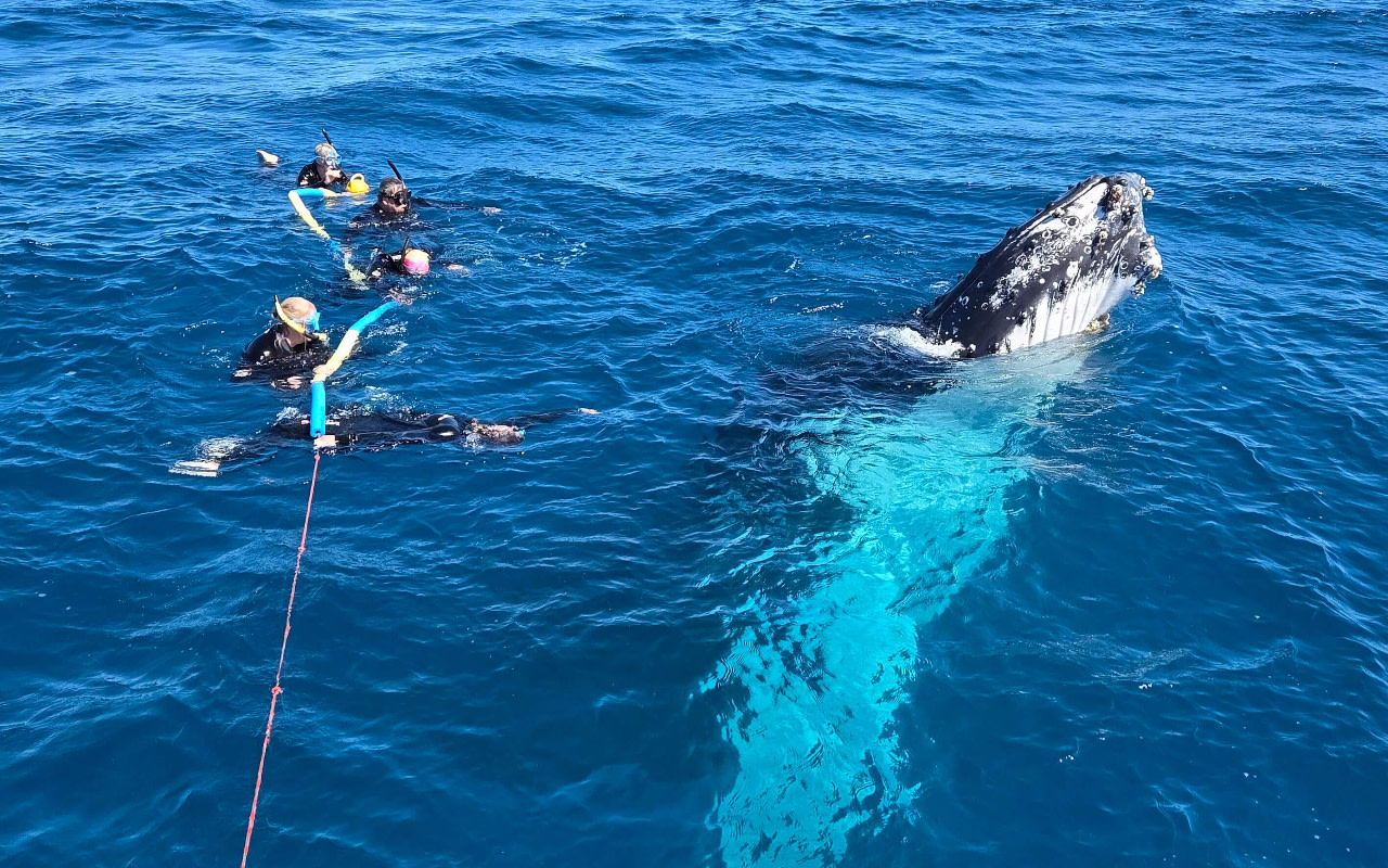 Whale Watching Half-Day Tour