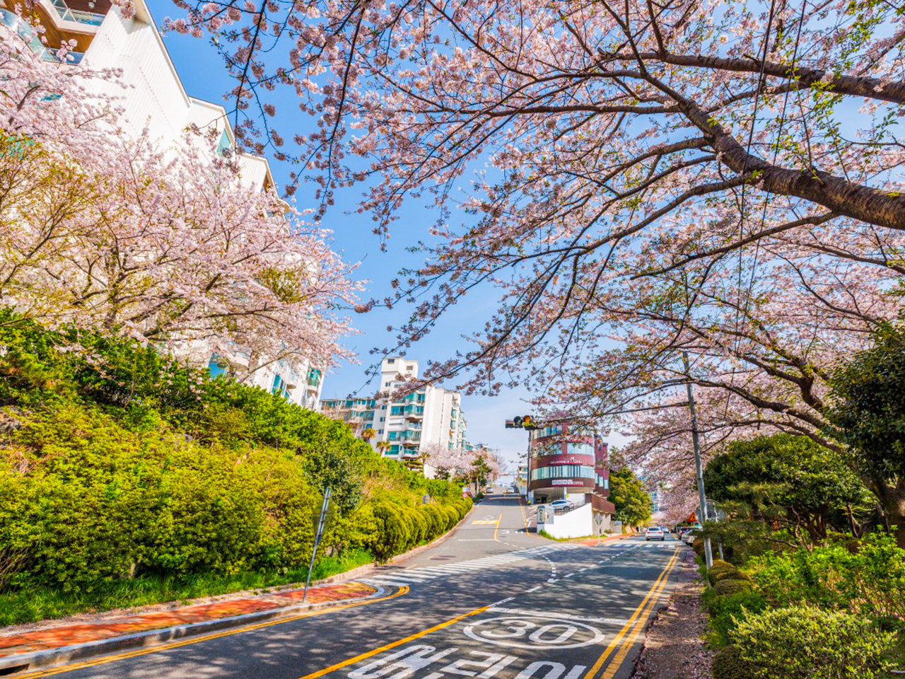 Busan City Cherry Blossom Tour with Top Attractions