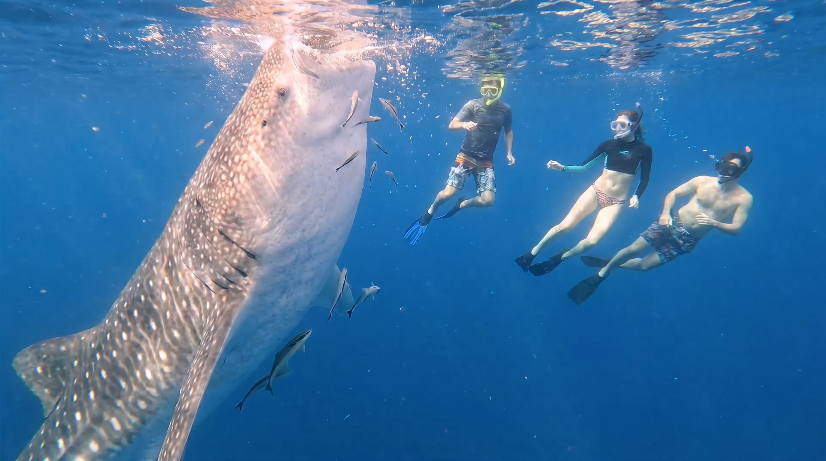 Libertad Whale Shark Experience and Tour