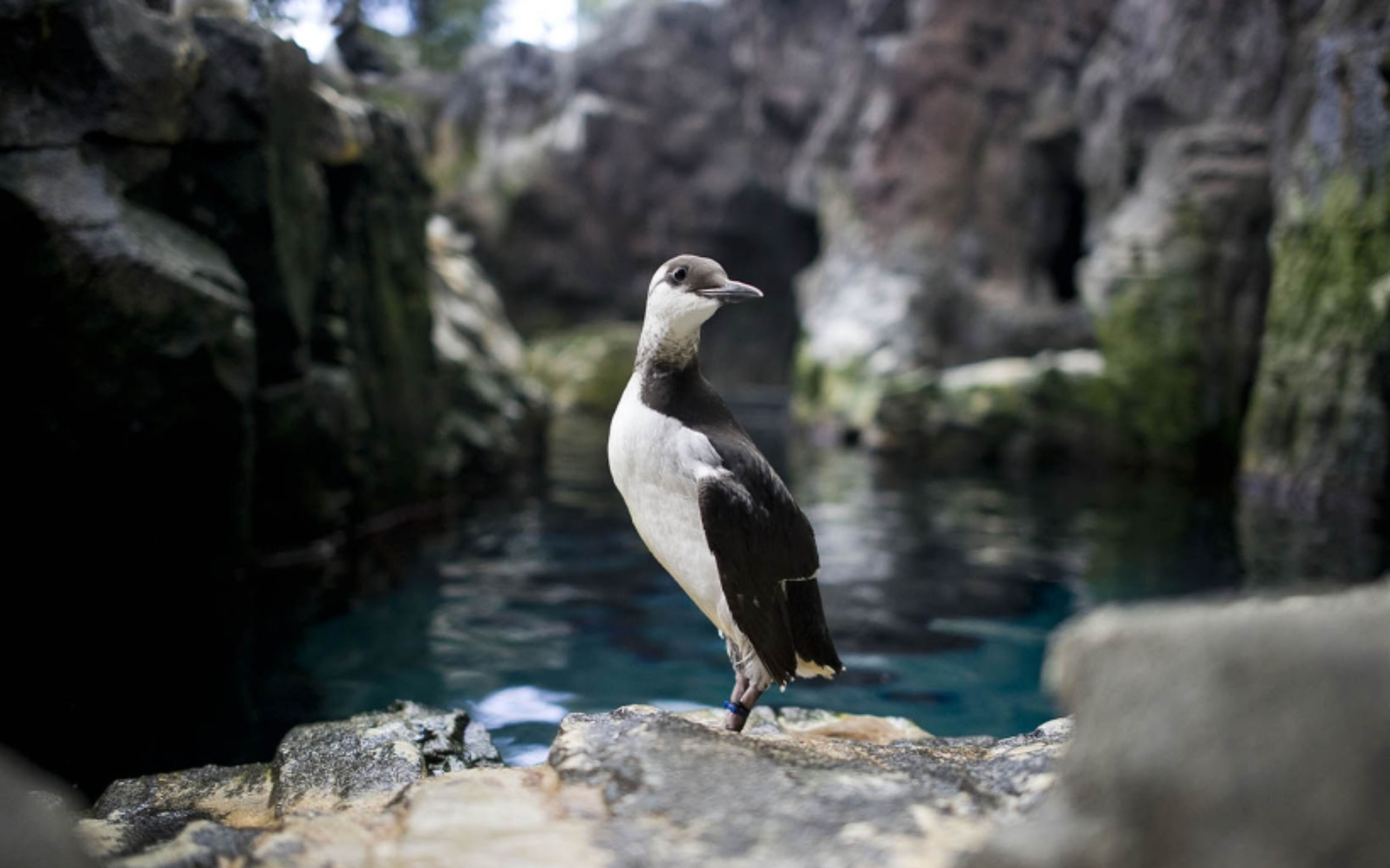 一隻好奇的企鵝平靜地站在圍欄內,溫柔地觀察著遊客。 一隻好奇的企鵝平靜地站在圍欄內,溫柔地觀察著遊客。