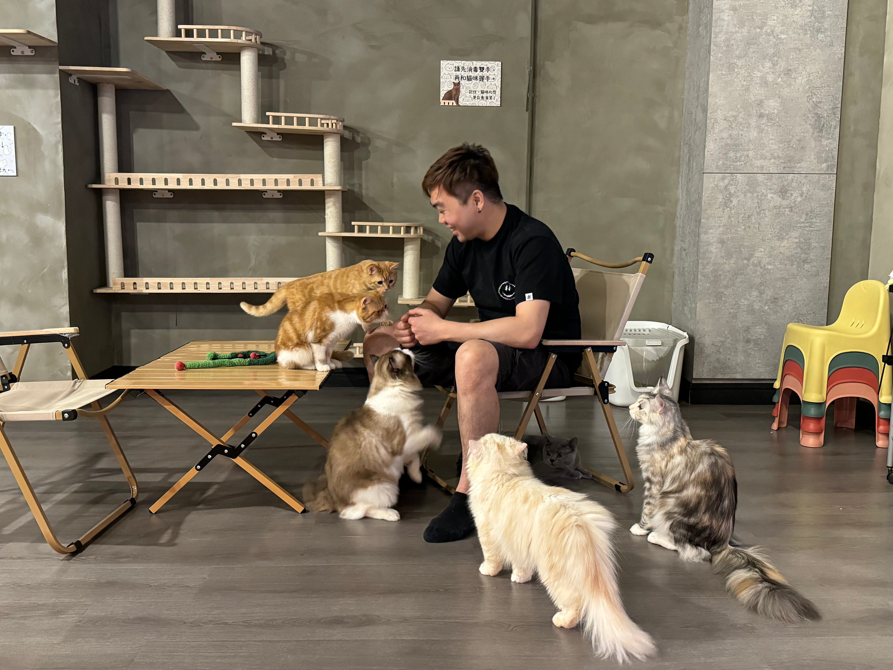 Kelly And Meows - Cat Experience Center | Kwun Tong