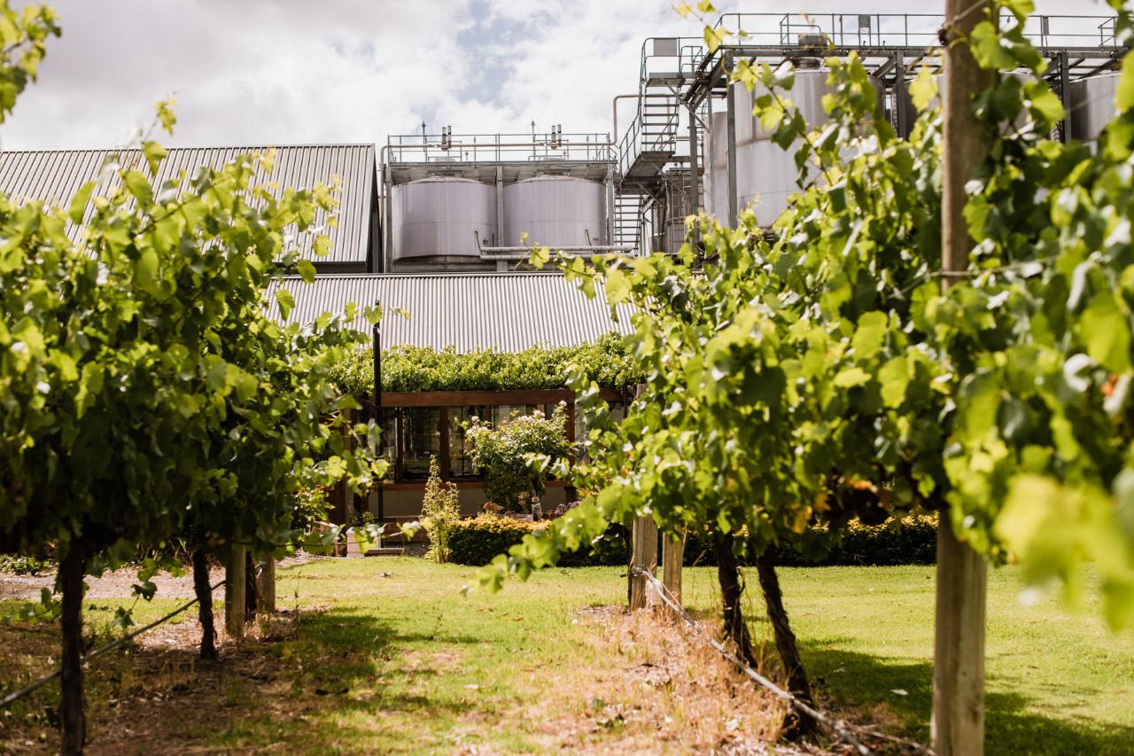 Ultimate Barossa Shiraz Tasting Experience at St Hallet Wines 