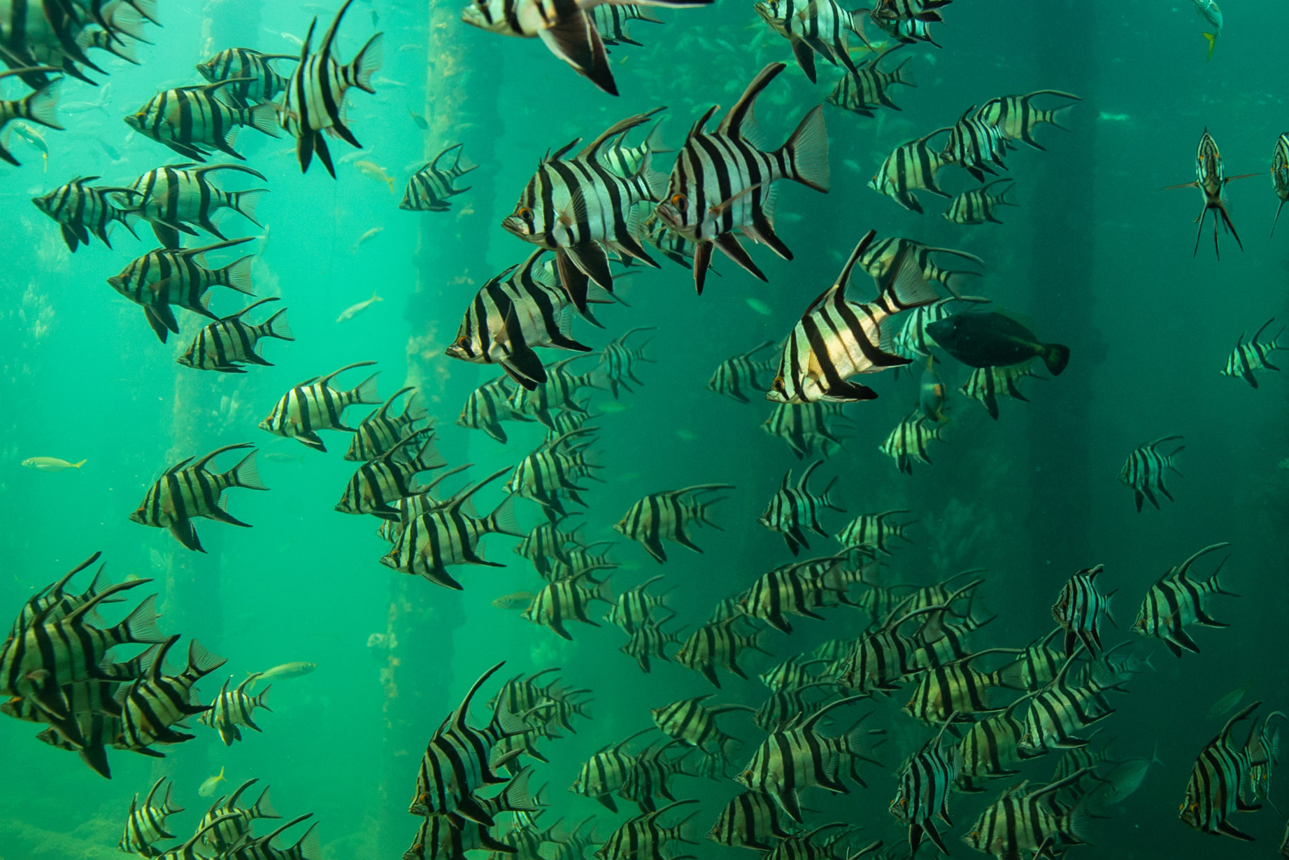 Busselton Jetty Underwater Observatory Experience