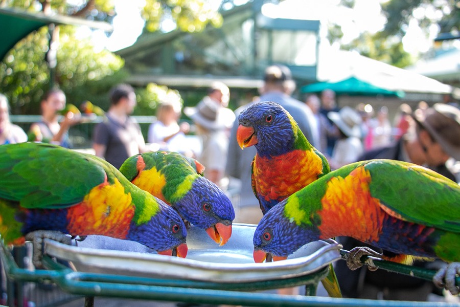 Currumbin Wildlife and Point Danger Tour with Chinese Speaking Guide