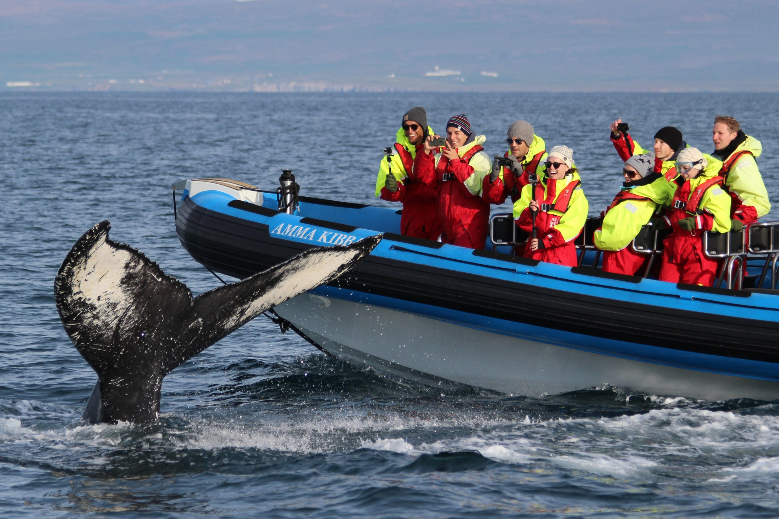 Big Whales Safari and Puffins Watching Experience from Husavik