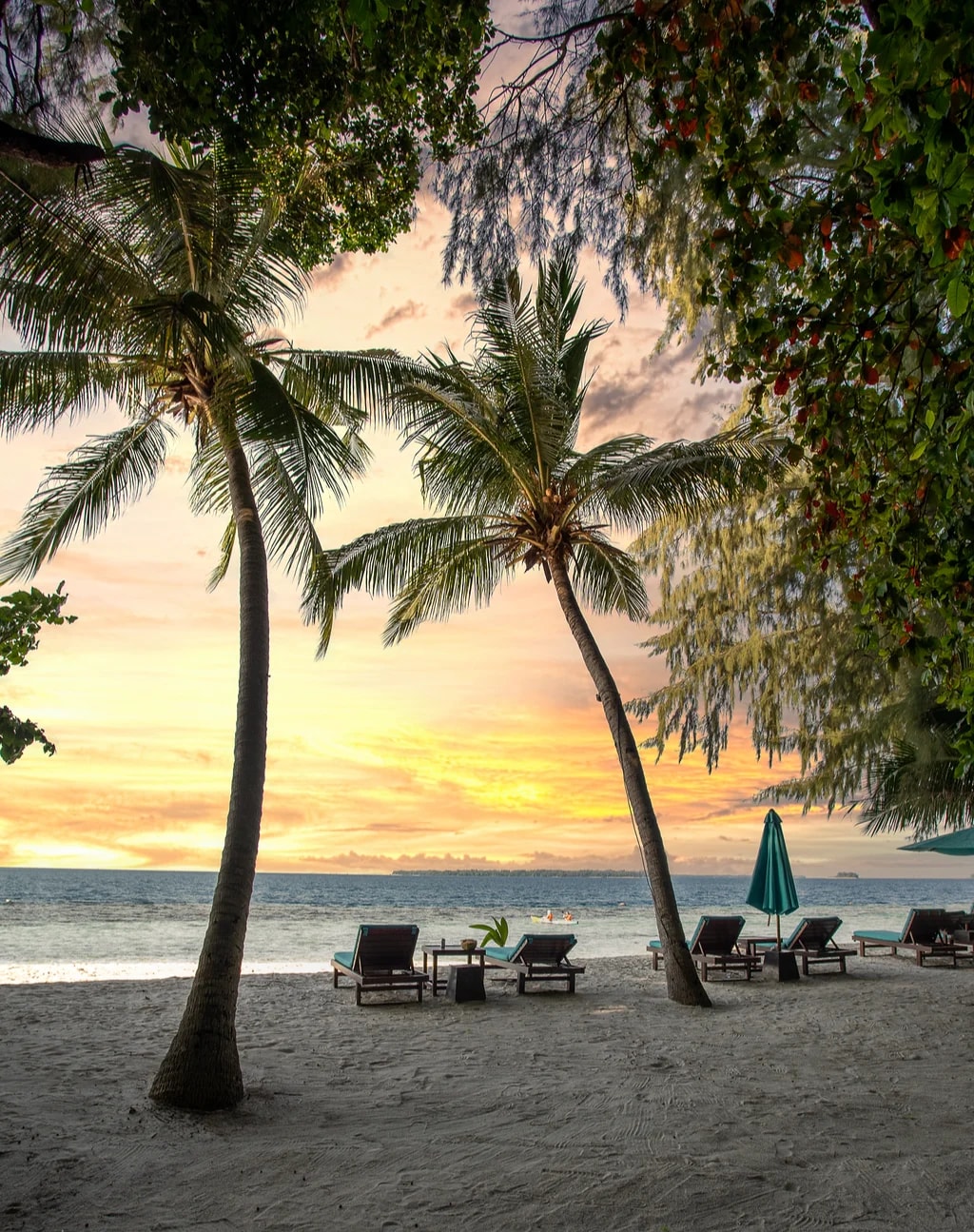 椰林樹影下的金色夕陽