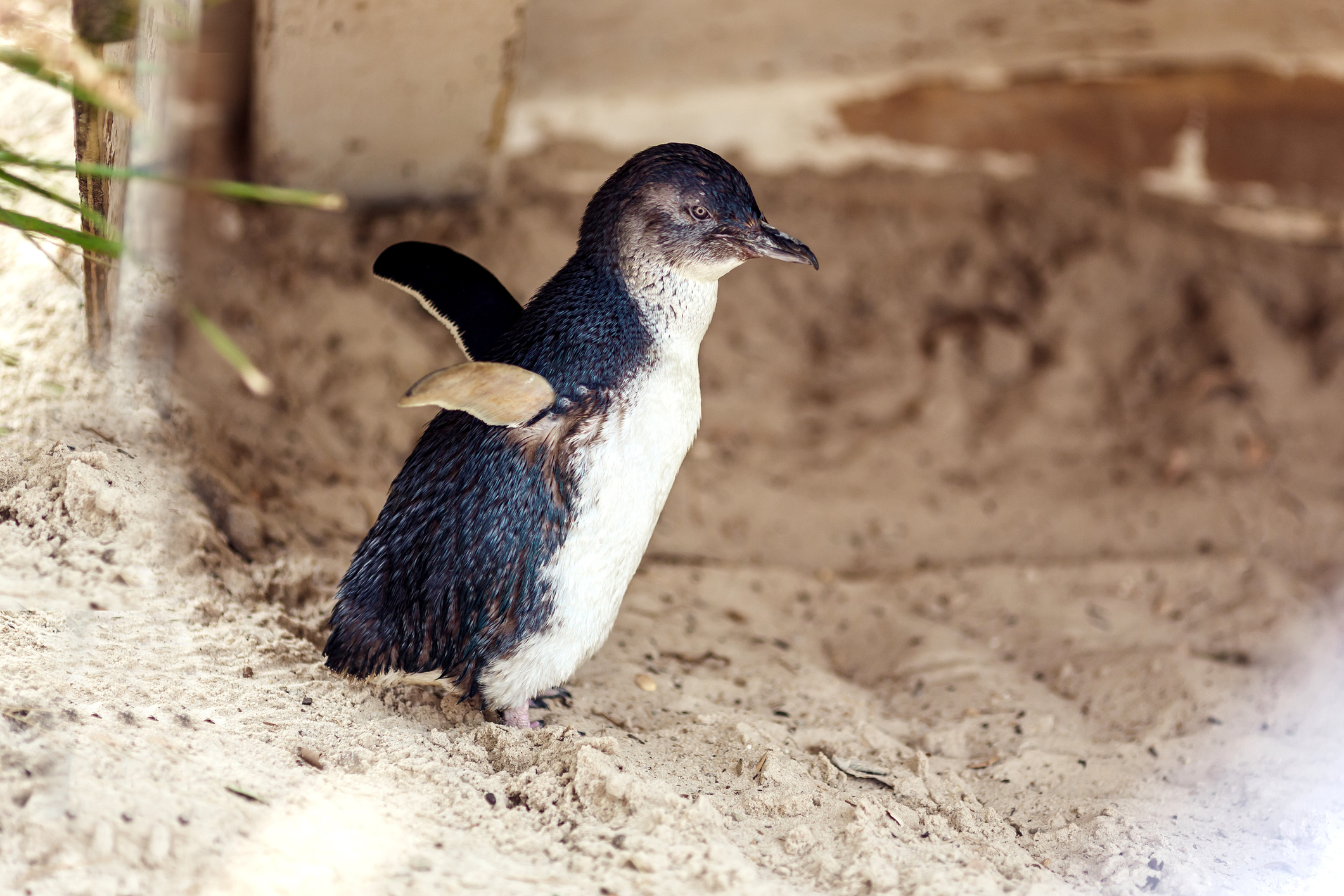 Discover nature’s beauty with a steam train ride and penguin sightings