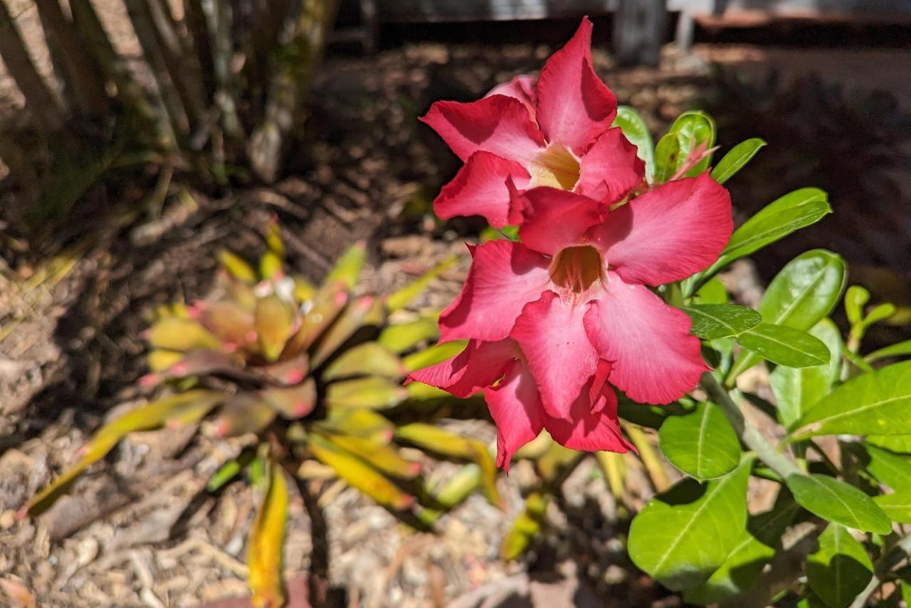 5 小時熱帶花園與觀光旅遊