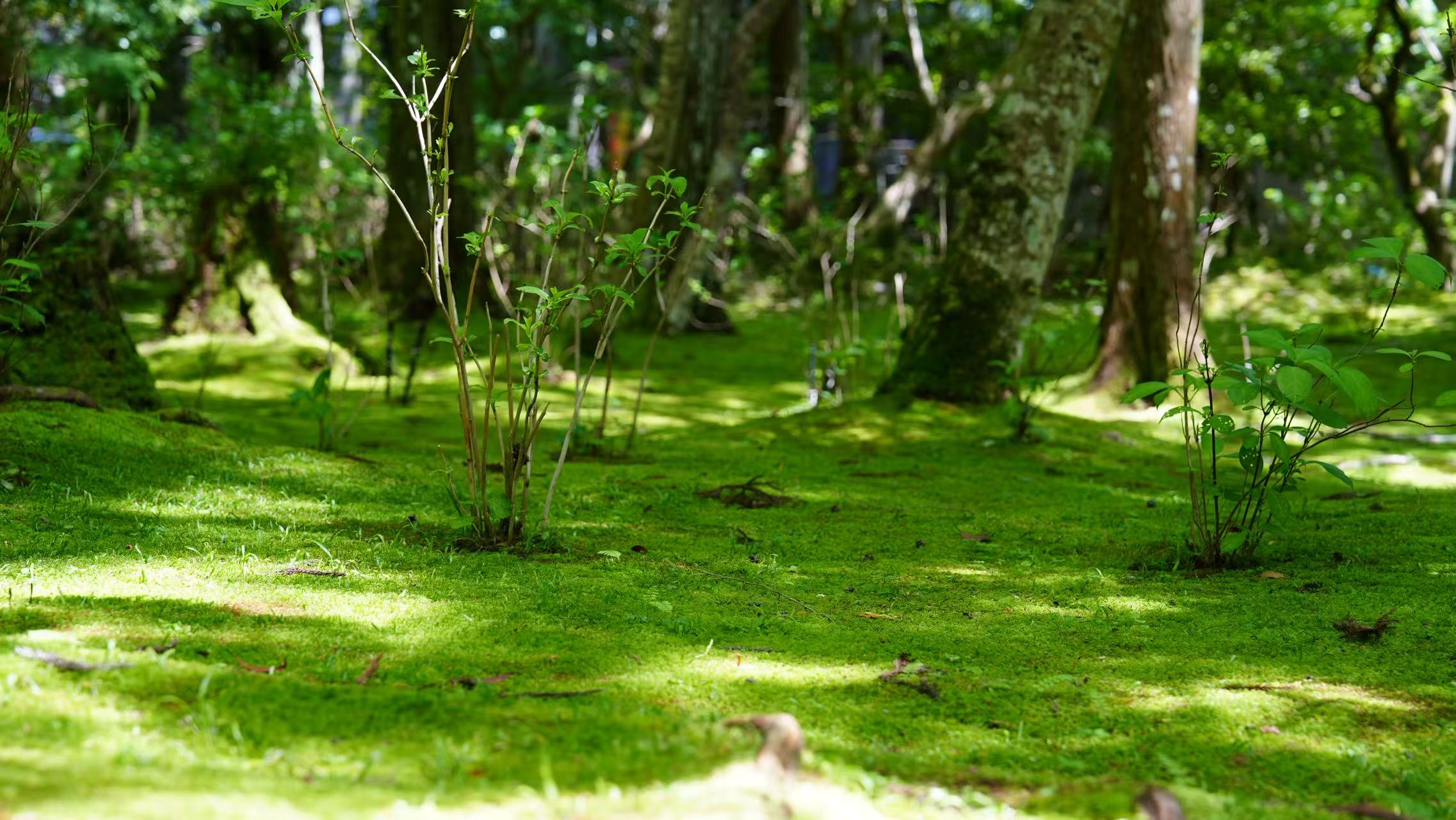 "One-day tour of Kansai's hidden secrets" Choose one of Awaji Island, Koyasan, or Kumano Kodo Depart from Shinsaibashi, Osaka