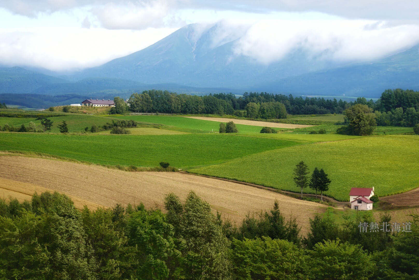 北海道｜夏日富良野浪漫追逐薰衣草花田一日團｜日之岀公園／富田農場／四季彩之丘+白金青池+美瑛牧場｜札幌出發
