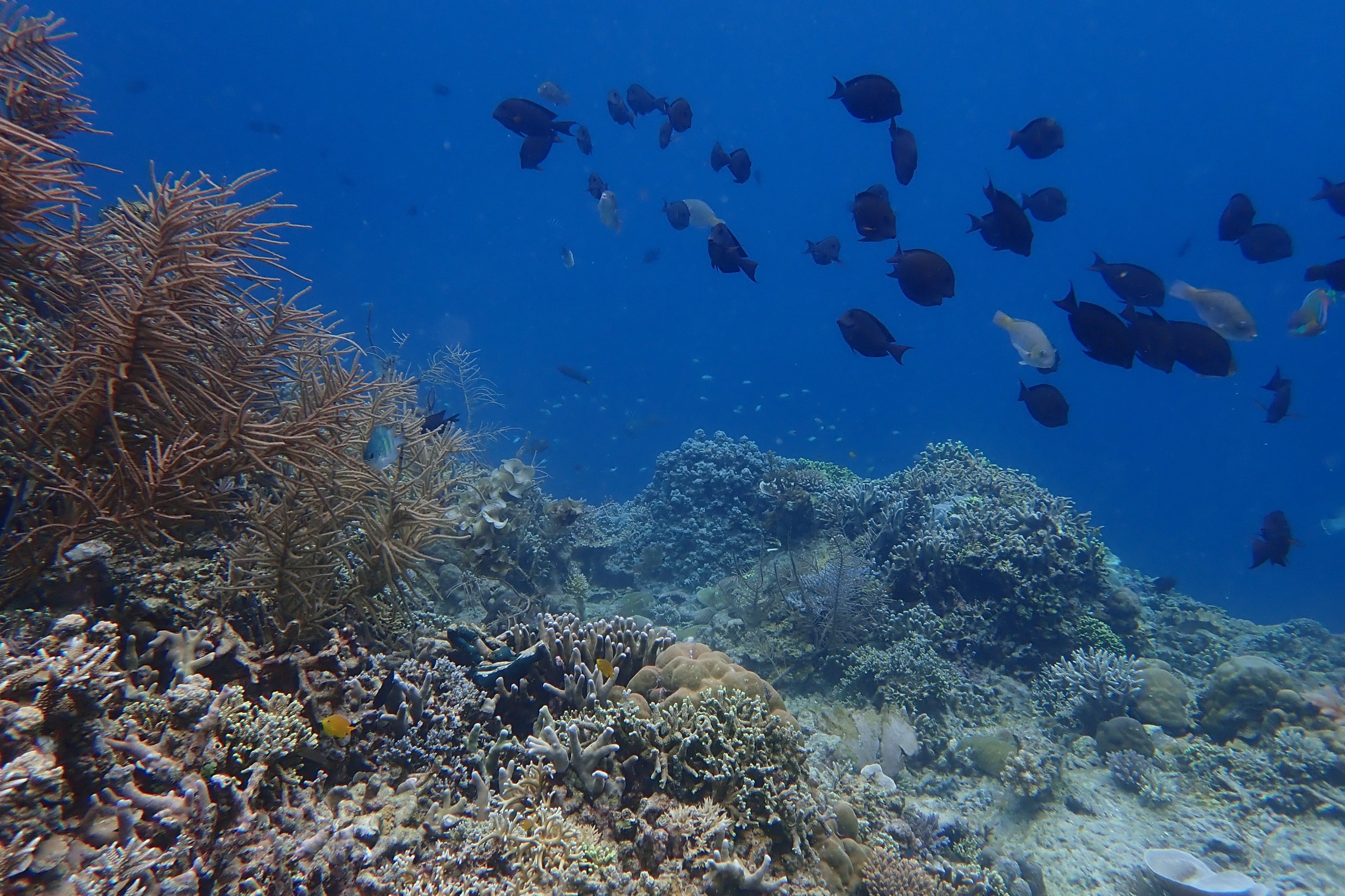 3D2N Marine Academy Expedition in Palawan