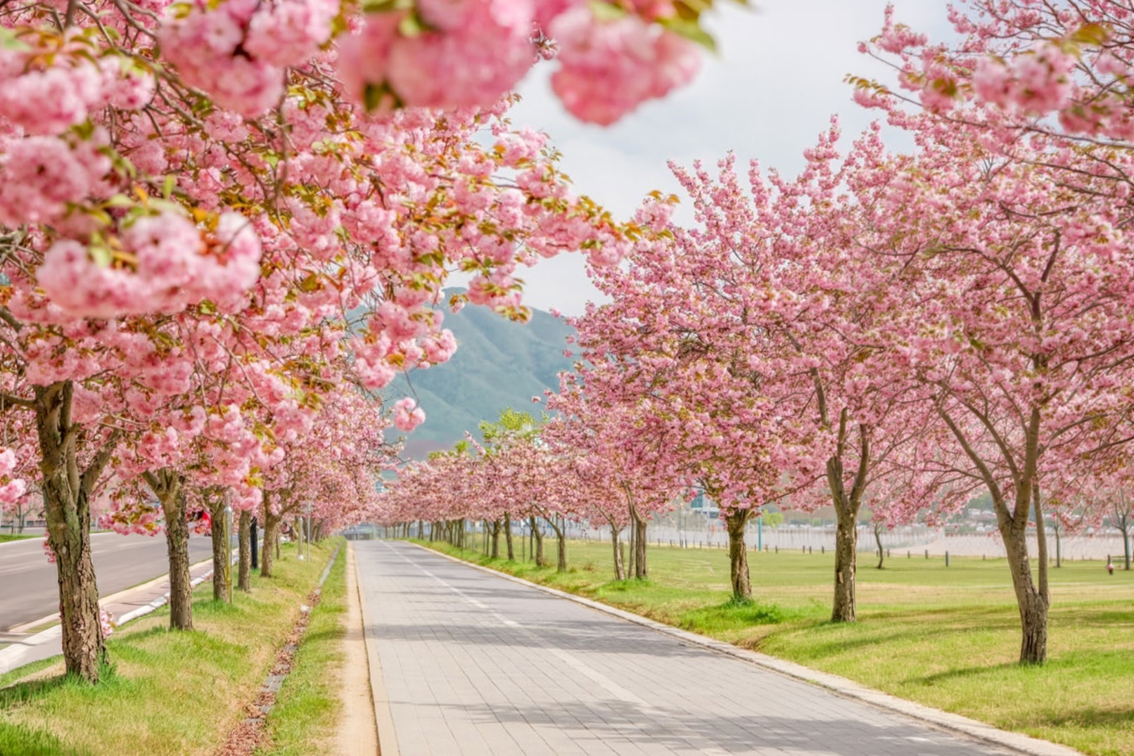 Double Cherry Blossom & Seasonal Landscape Day Tour from Seoul